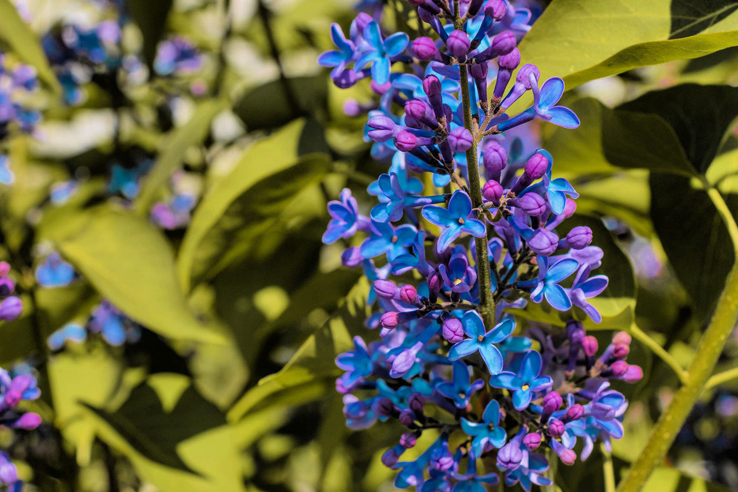 40 Purple Lilac Seeds for Planting - Stunning Purple Flowers, Great for Landscaping or Bonsai Specimen