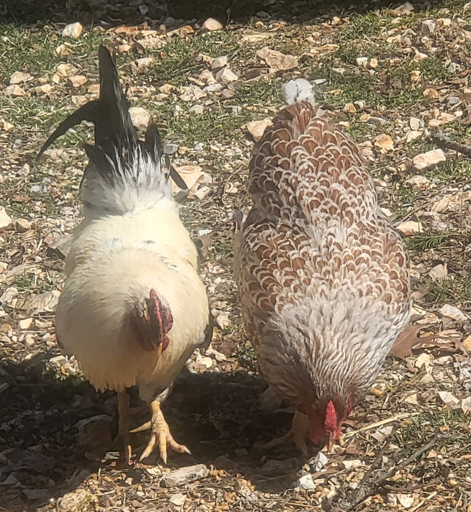 Barnyard Mix Fertile Chicken Hatching Eggs Raised on Organic (6 Eggs)