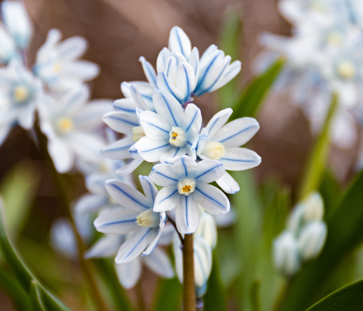 20 Fresh Striped Squill Bulbs for Planting - Easy to Grow Perennial Puschkinia Bulbs - Made in USA, Ships from Iowa