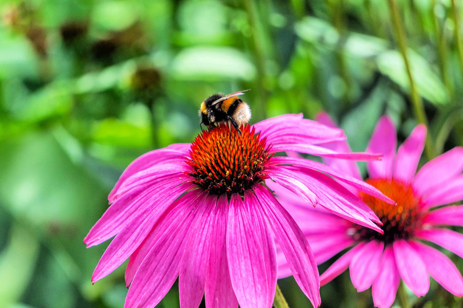 Purple Coneflower Flower Seeds - 500+ Seeds - Made in USA, Ships from Iowa.