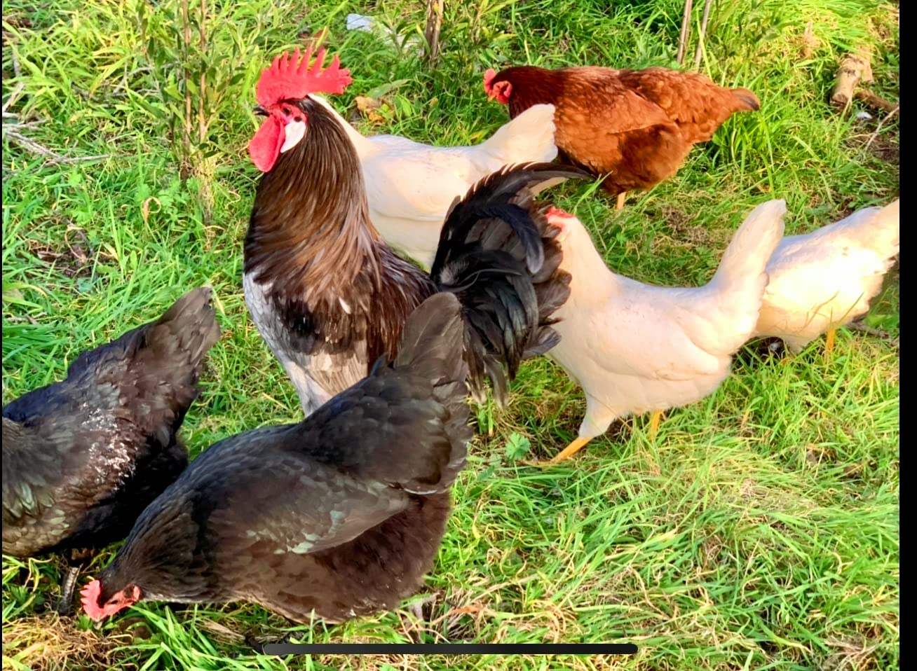 40 Fertile Chicken Eggs, Mixed Breed