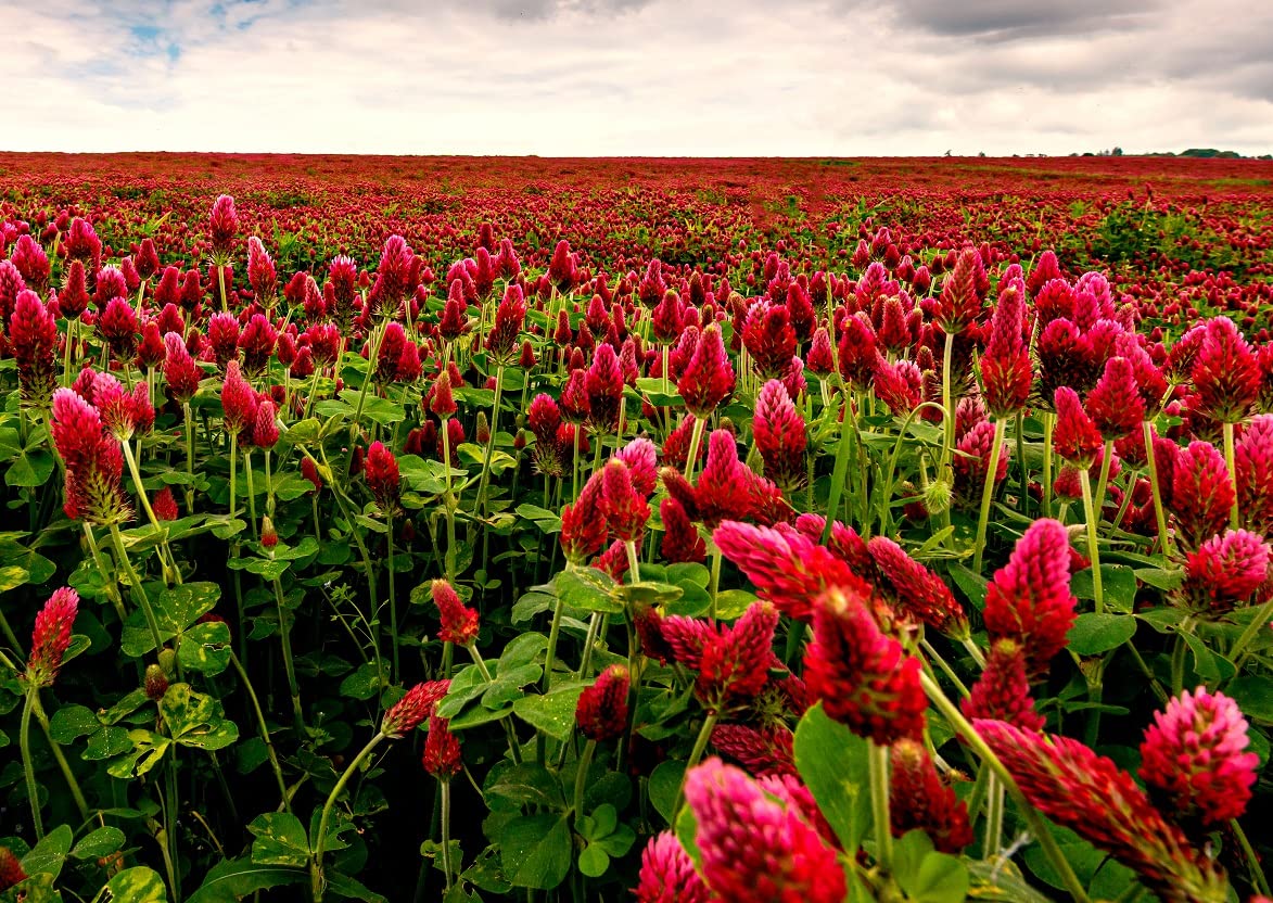 Crimson Clover Seeds for Planting