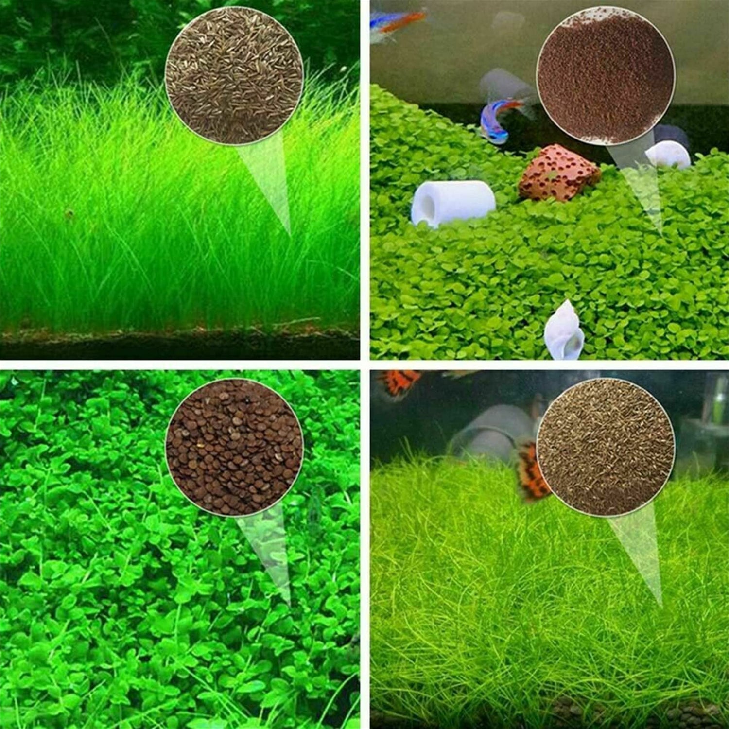 zellajake Aquarium Grass Plants Seeds Mini Hairy Grass Seeds 10G Fish Tank Aquarium Plant Aquatic Water Grass Plant Seeds Easy Grow