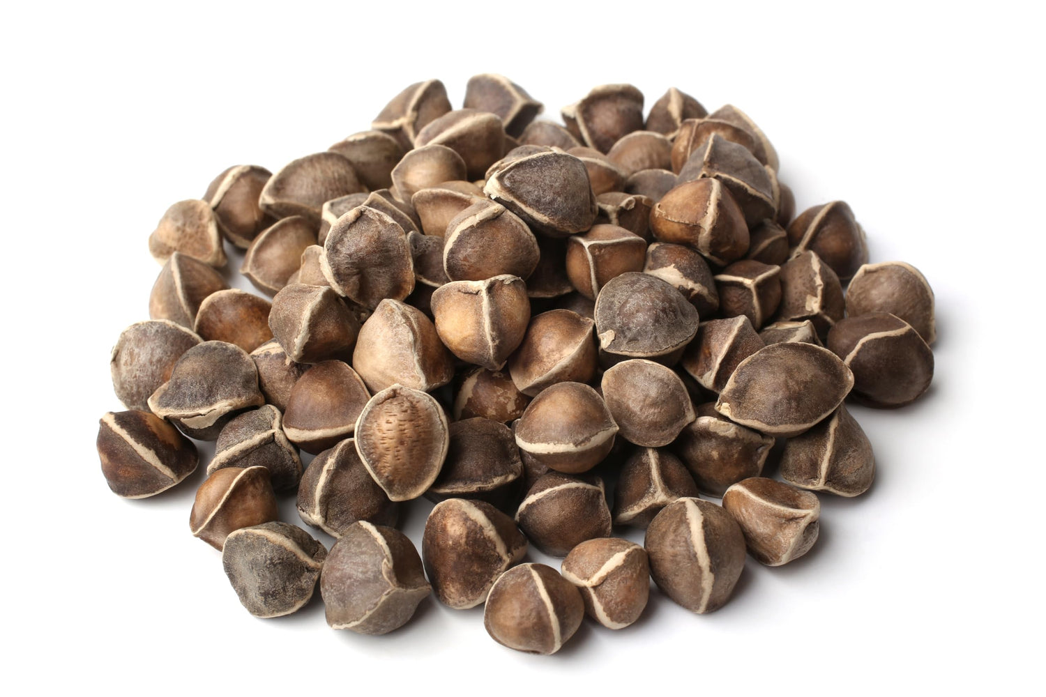 Moringa Tree Seeds for Growing - Grow Moringa Seeds to Eat - Moringa Plant Tree Seedlings - The Tree of Life, Moringa Oleifera
