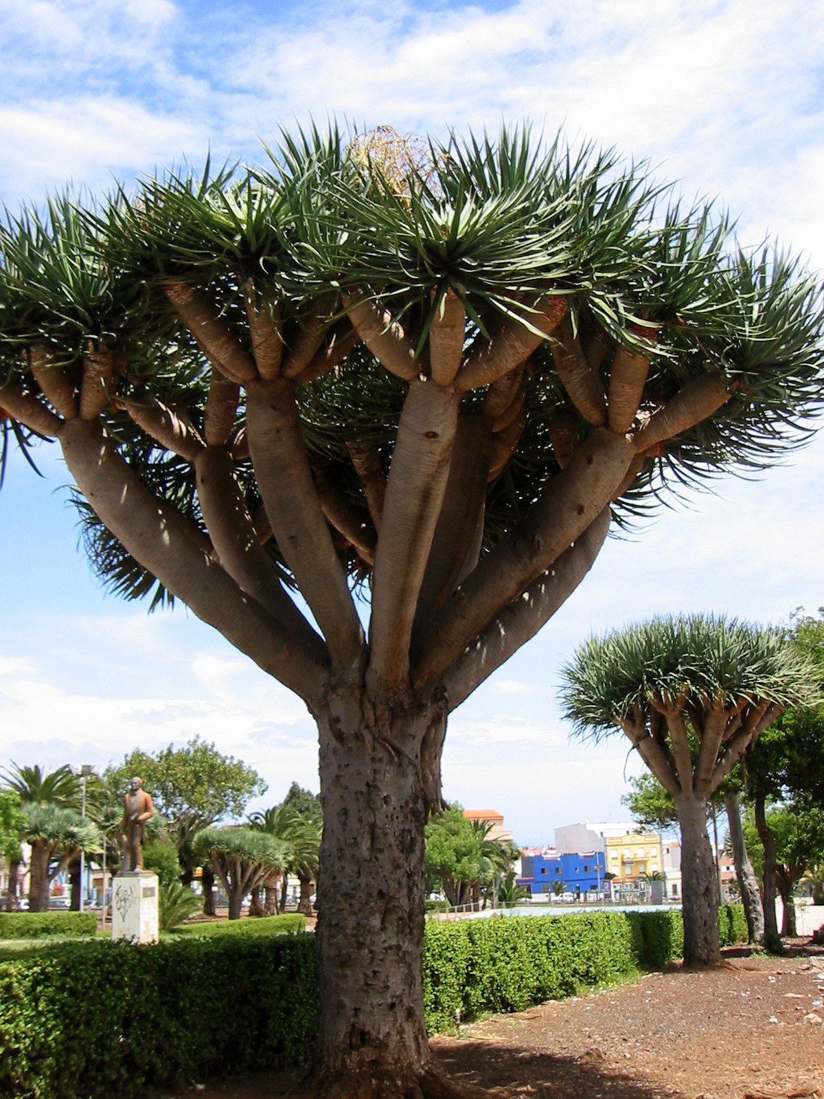 8 Dragon Tree Seeds (Dracaena Draco, Dragon's Blood)