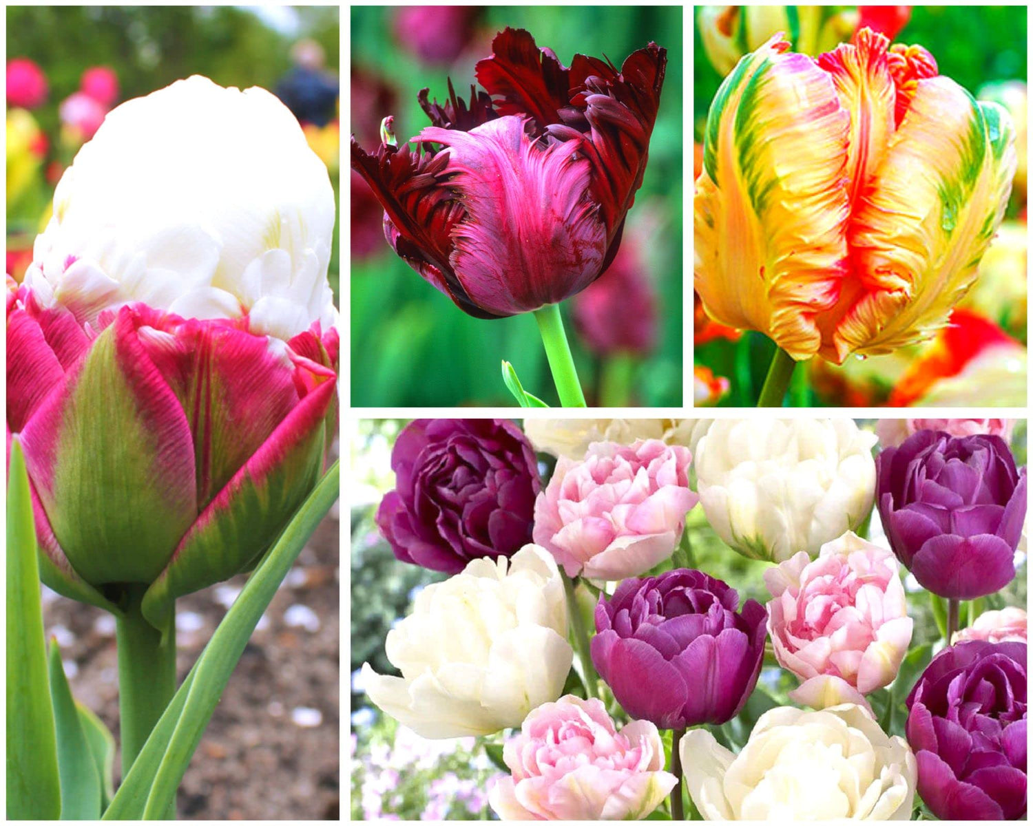 Tulip Bulbs - 25 Large Mix Tulip Bulbs for Fall Planting Outdoor/Indoor - Perennial Flowers