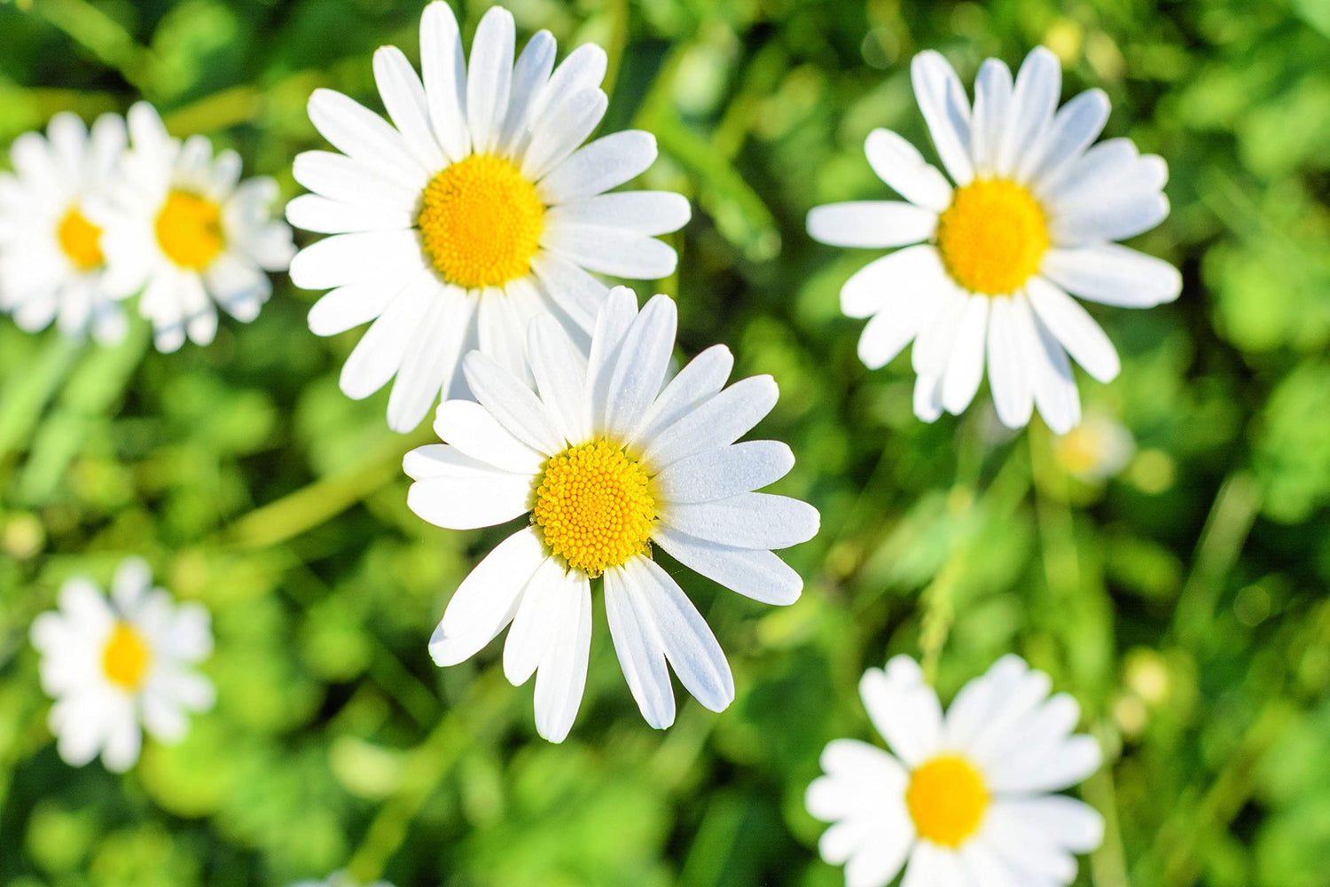 1,000 White Daisy Seeds for Planting - Shasta Daisy - Easy to Grow Perennial Flowers