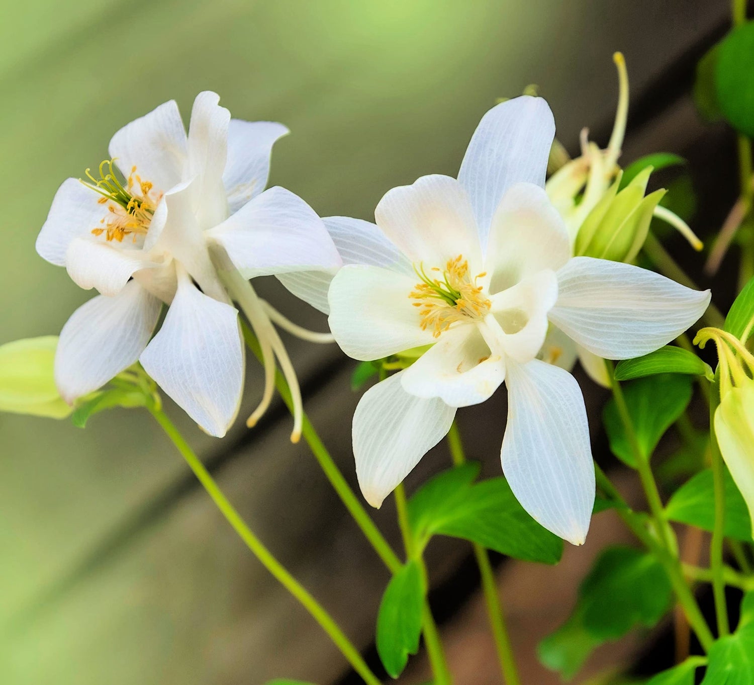 Crystal White Columbine Seeds for Planting - Vibrant White Wildflowers