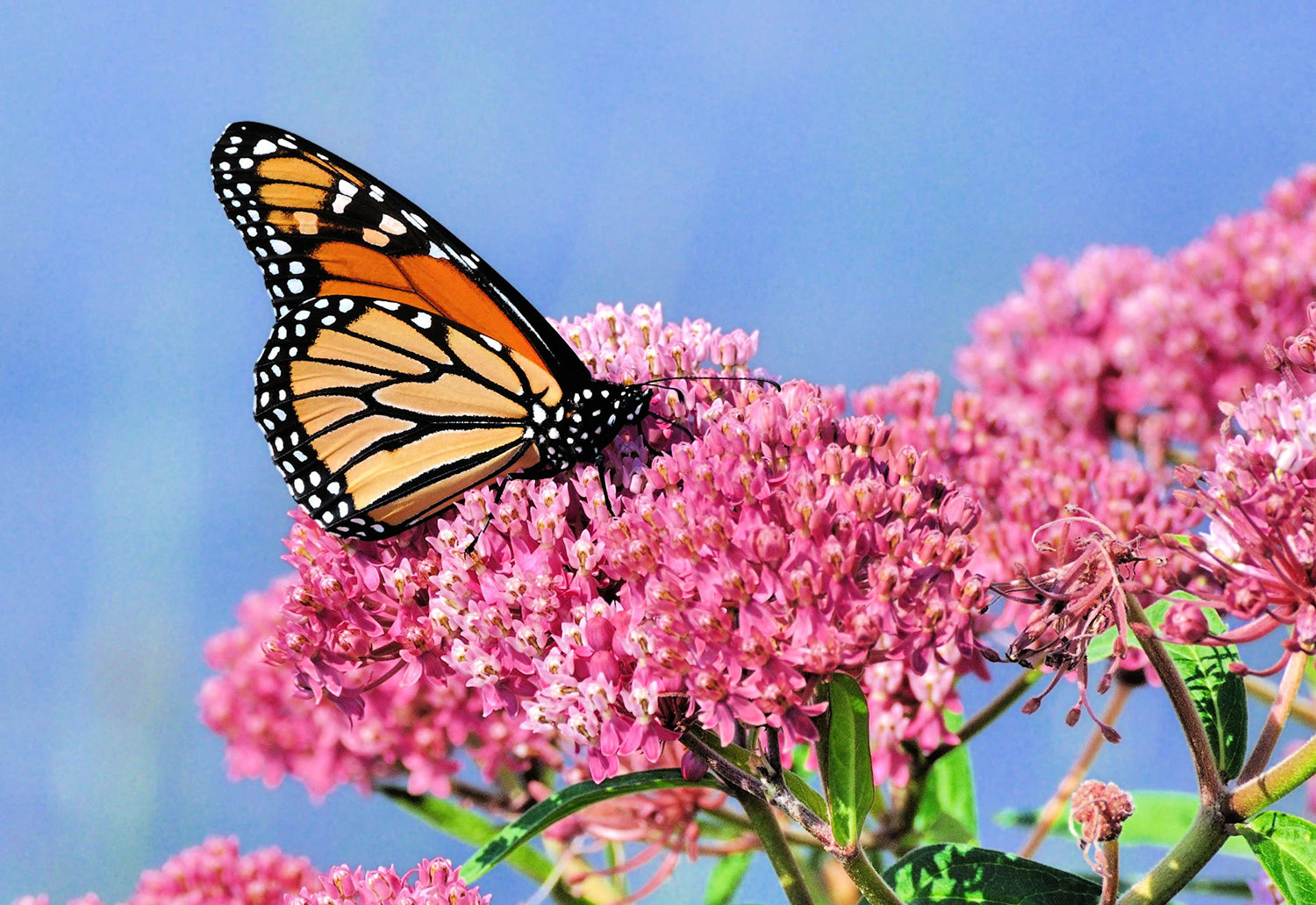 Swamp Milkweed Native Seeds for Planting (100 Seeds) - Asclepias incarnata - Great for Butterfly