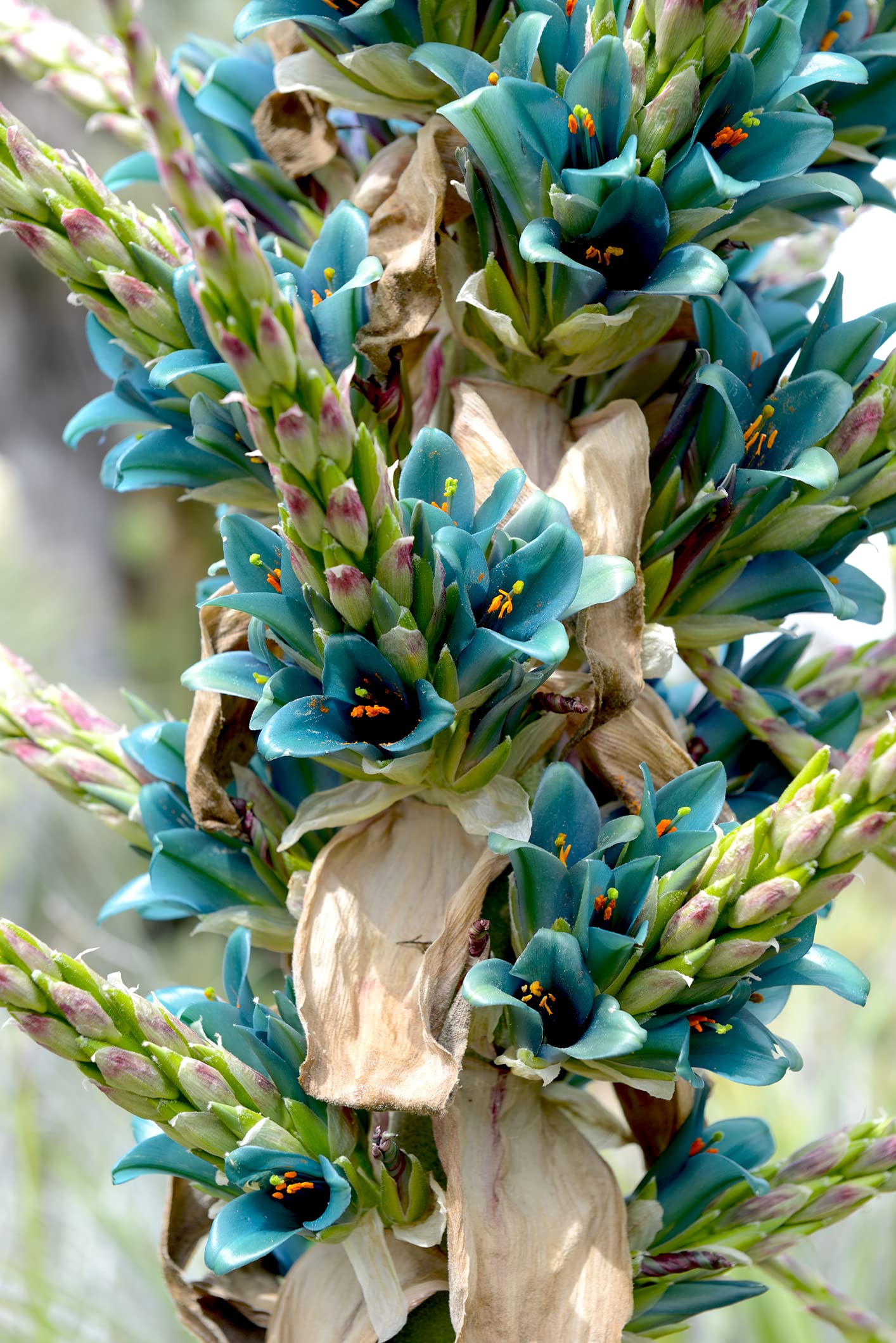 Puya alpestris, Sapphire Tower, Giant bromeliad, 15 Rare Seeds, Vibrant Turquoise Blooms, Electric Blue, Drought Tolerant, Desert Garden