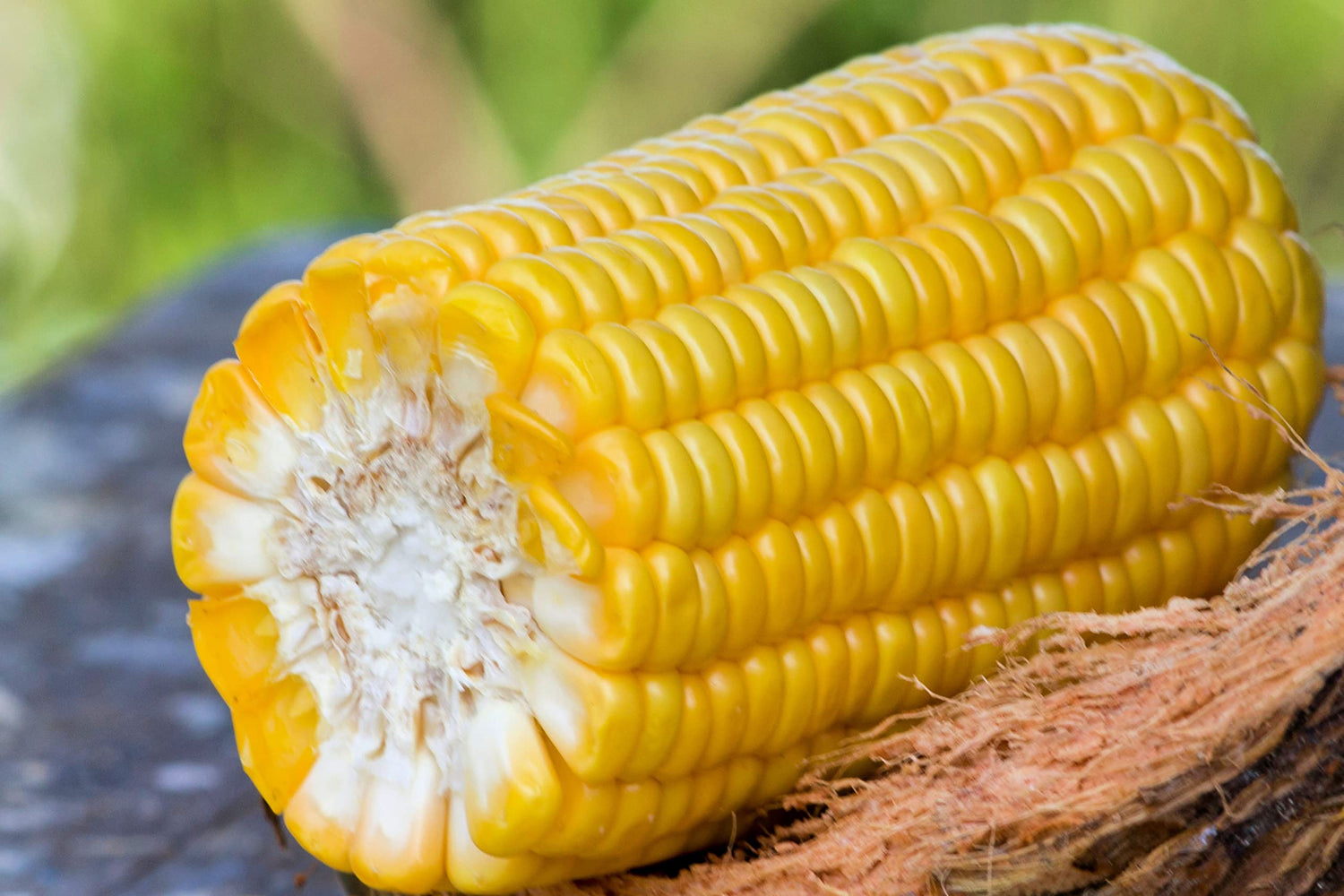 Roastin Ears Sweet Corns Seeds for Planting - Grow Bantam Gold Sweet Corn - Ships from Iowa, USA