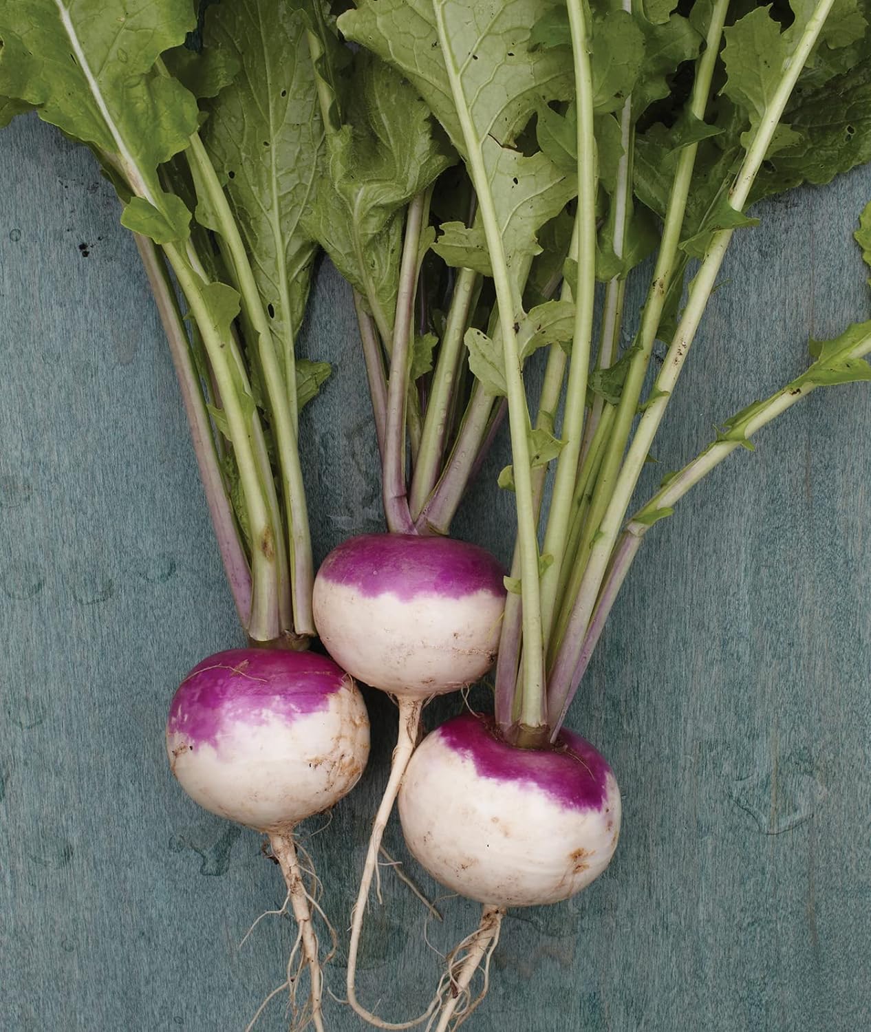 Purple Top White Globe Turnip Seeds - 5000 Seeds
