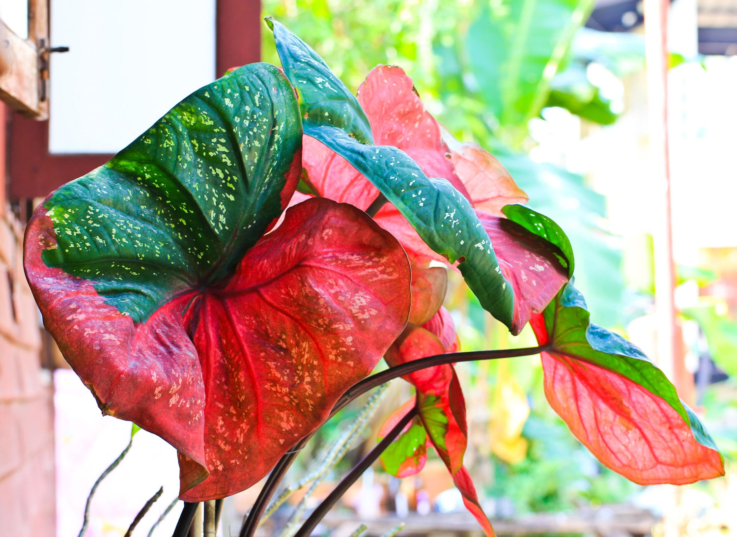 Harrison Strap Caladium Bulbs for Planting -Multi Color Leaf - Perennial Hosta, Elephant Ears, Fancy (6 Bulbs)