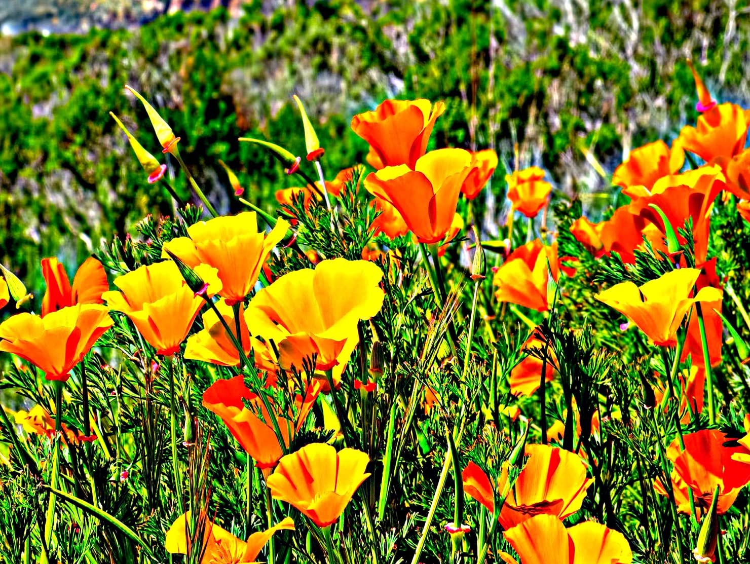 California Poppy Flower Seeds - (Eschscholtzia californica) California State Flower