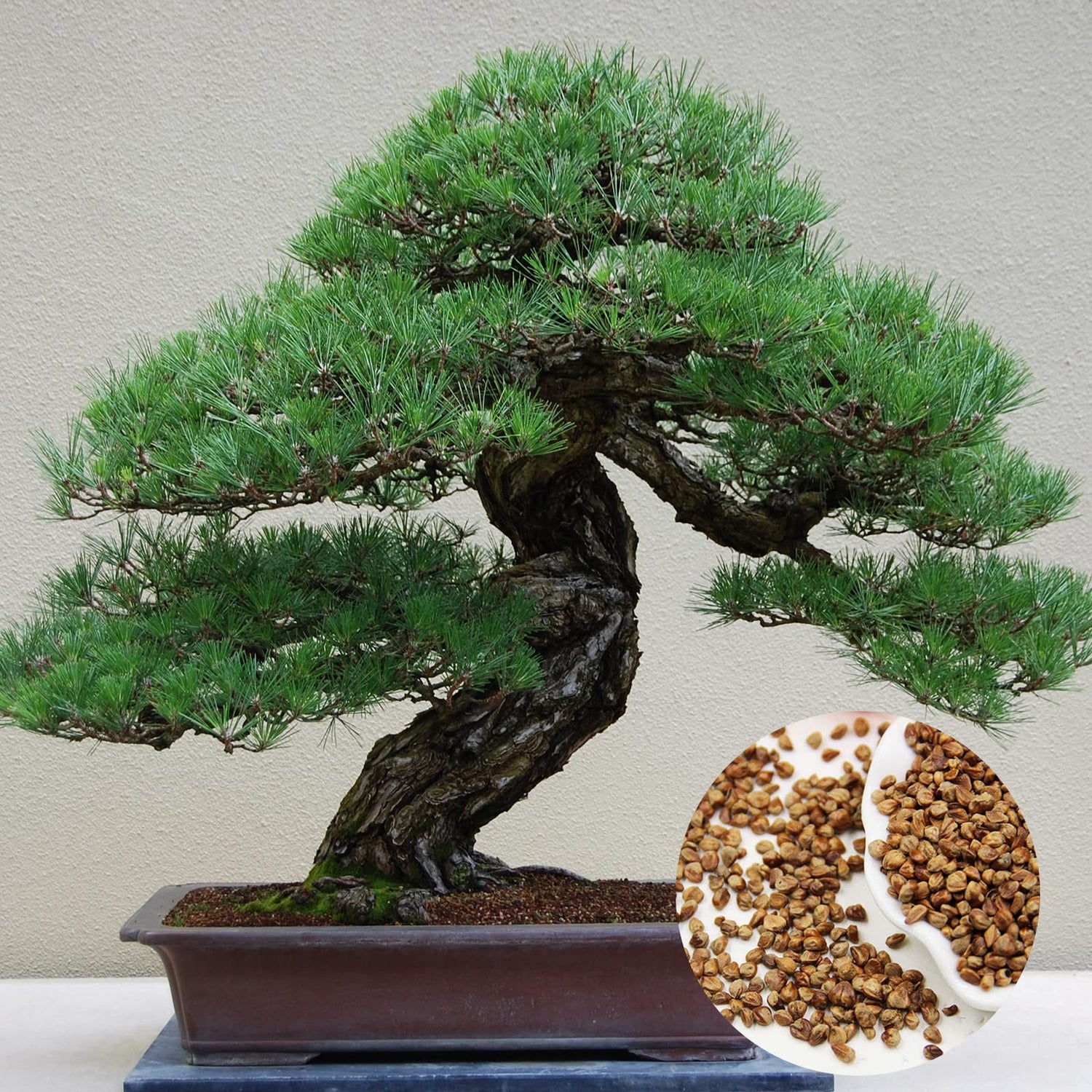 180+ Bonsai Tree Seeds Japanese Pine Seeds for Planting
