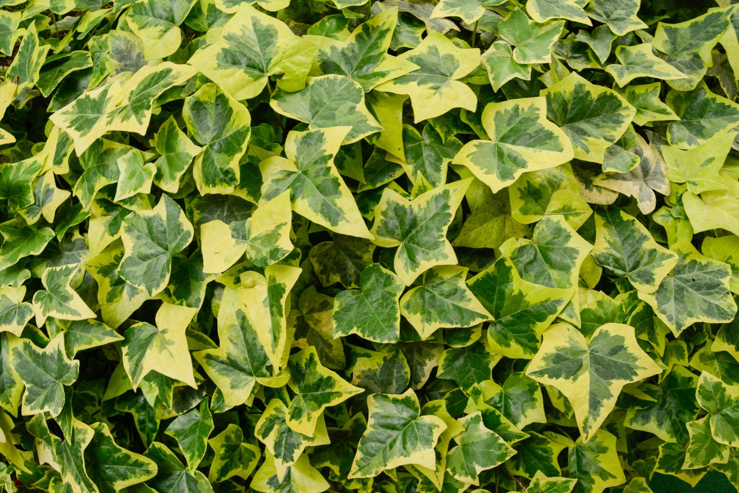 30 English Ivy Seeds for Planting - Easy to Grow Ivy Vine - Hedera Helix