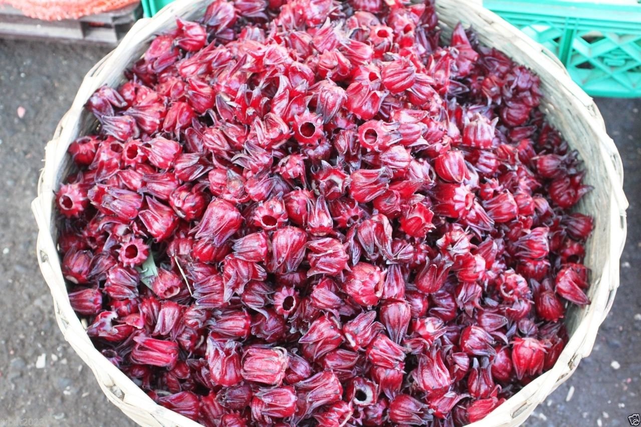 10 Seeds Jamaican Sorrel Seeds, AKA Florida Cranberry , Indian Roselle, Hibiscus Sabdariffa