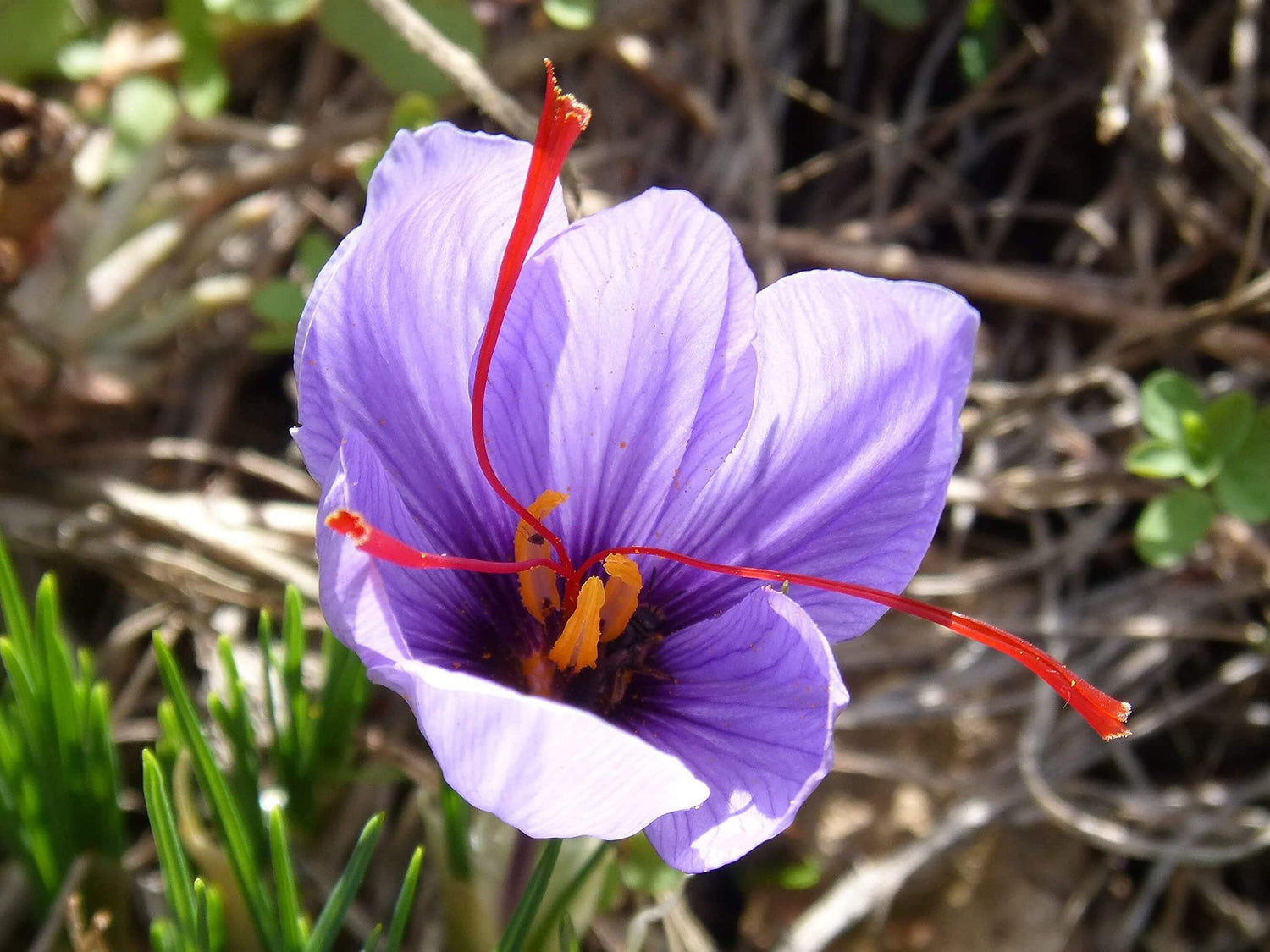 IB Prosperity Crocus Small Flowering 'Sativus (Saffron)' Size 9/10 cm, Bulbs for Planting, Open Pollinated, Heirloom, Non-GMO, Bulbous Perennial, Iridaceae, Autumn Crocus, Saffron Crocus (5 Bulbs)