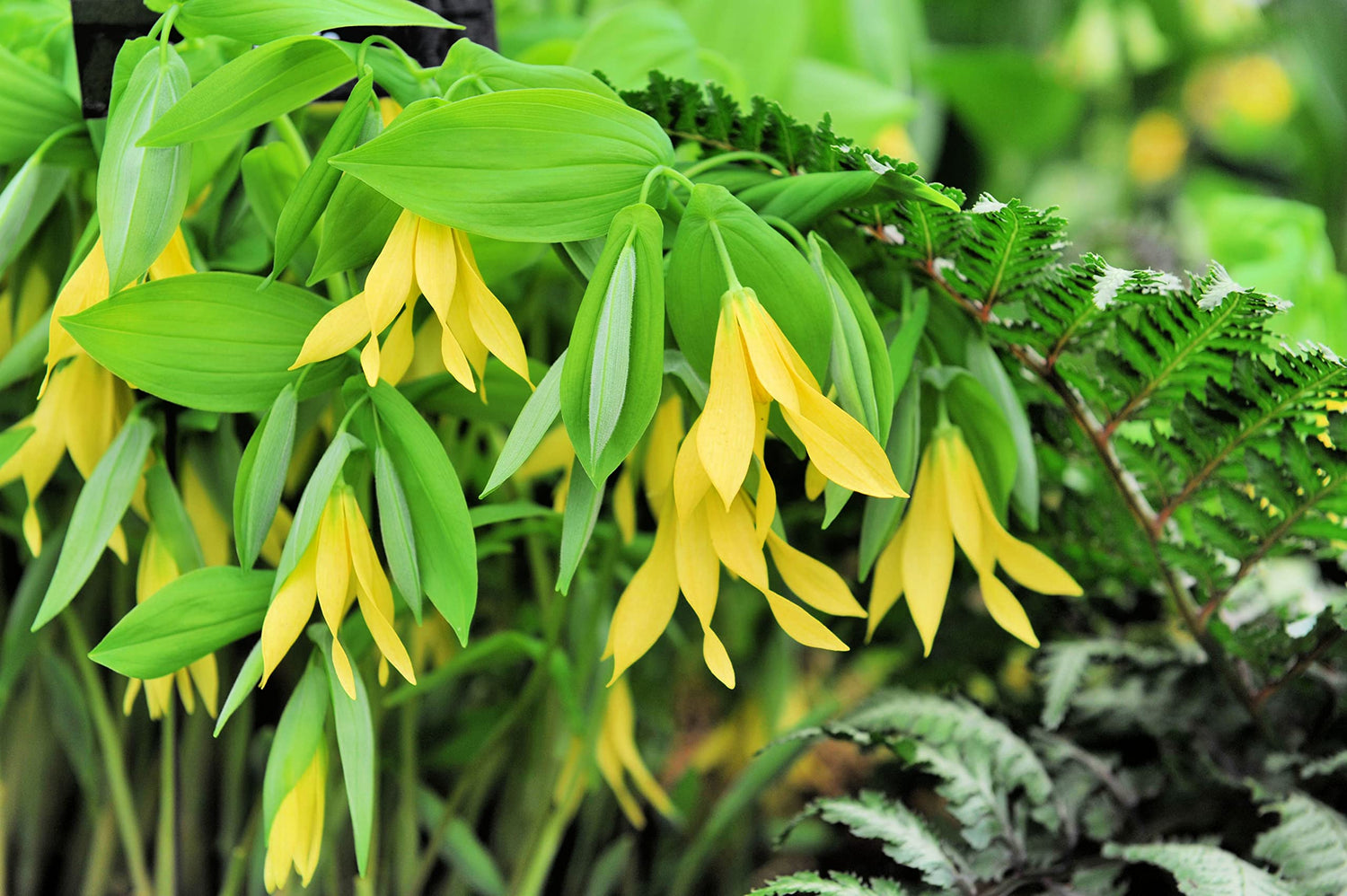Bellwort Seeds for Planting (10 Seeds) - Uvularia grandiflora - Weeping Bell Shaped Blooms