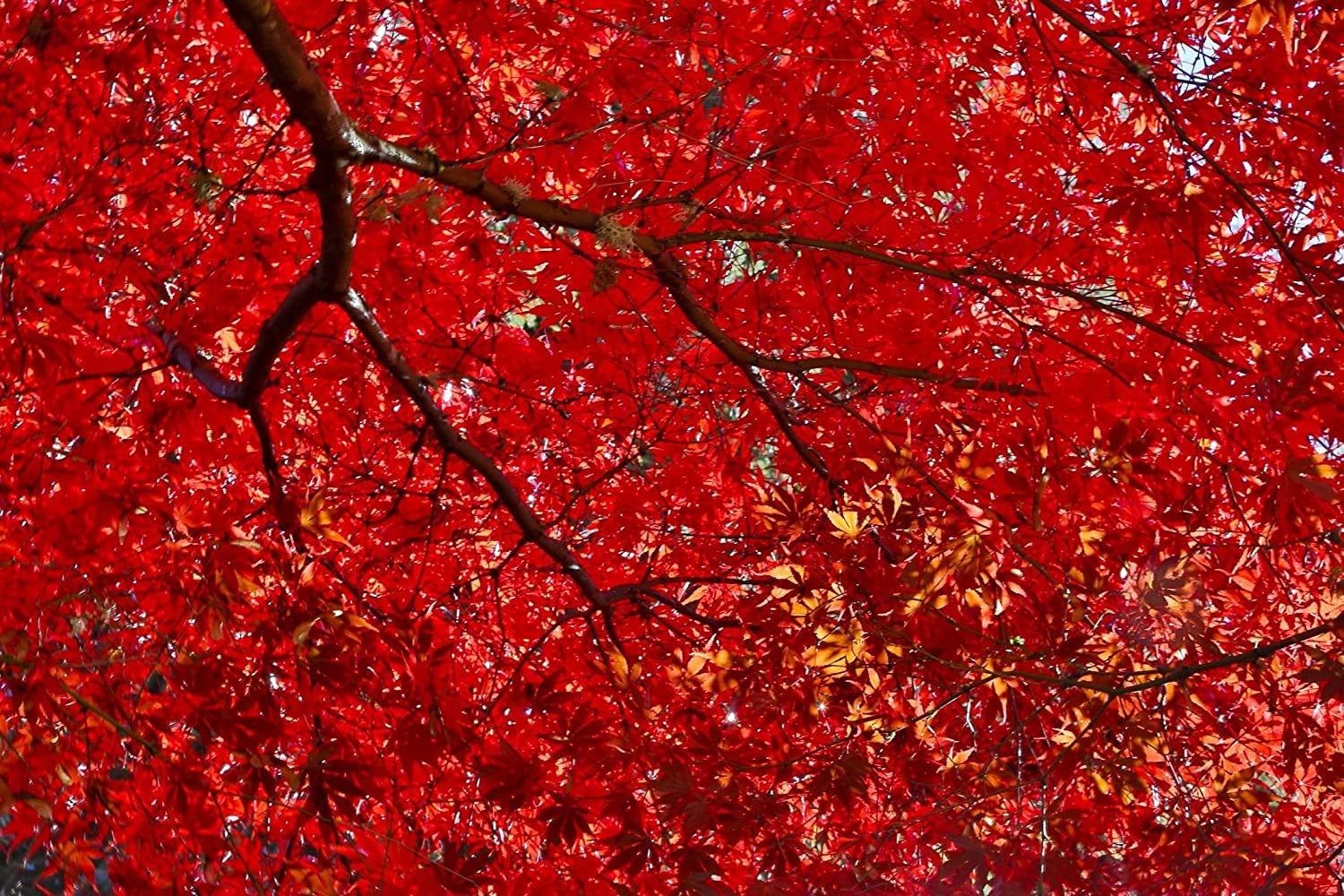 50+ Red Maple Seeds for Planting Outdoors - Heirloom Maple Tree Seeds (Acer rubrum)