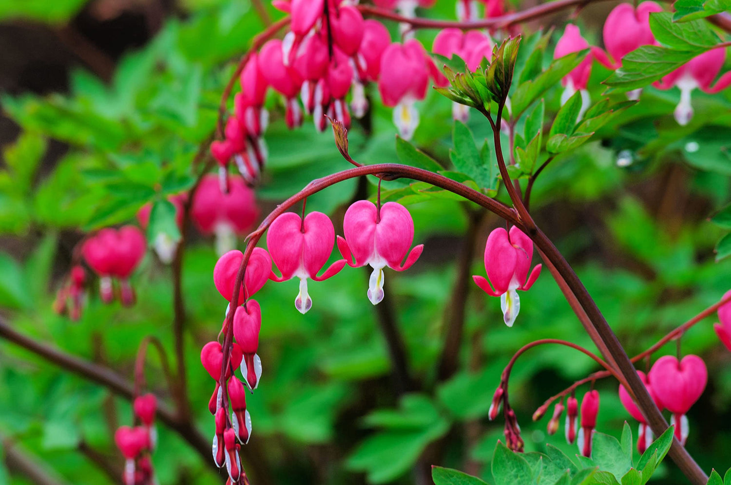 Bleeding Hearts Plant Bulbs for Planting - Not Seeds, Get Easy to Grow Bulbs - Dicentra spectabilis