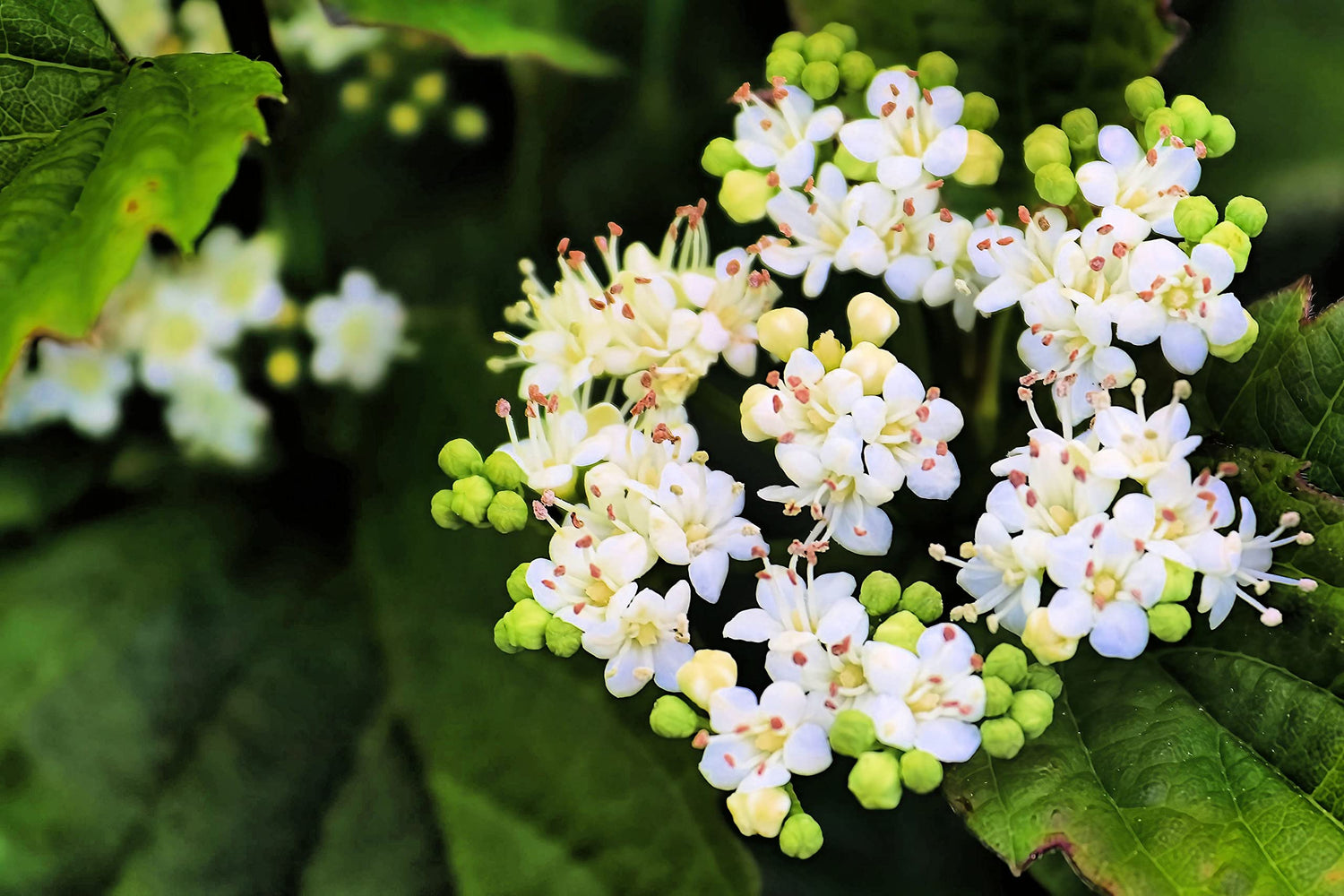 Arrowwood Bush Seeds for Planting (100 Seeds) - Blooming Hedge Row Bush - Viburnum dentatum