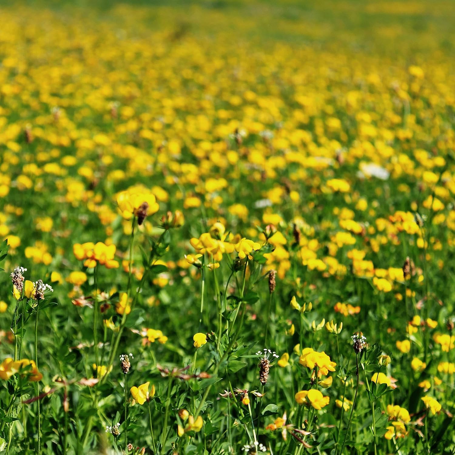Birdsfoot Trefoil Seed Forage Legume for Pasture, Hay, & Silage