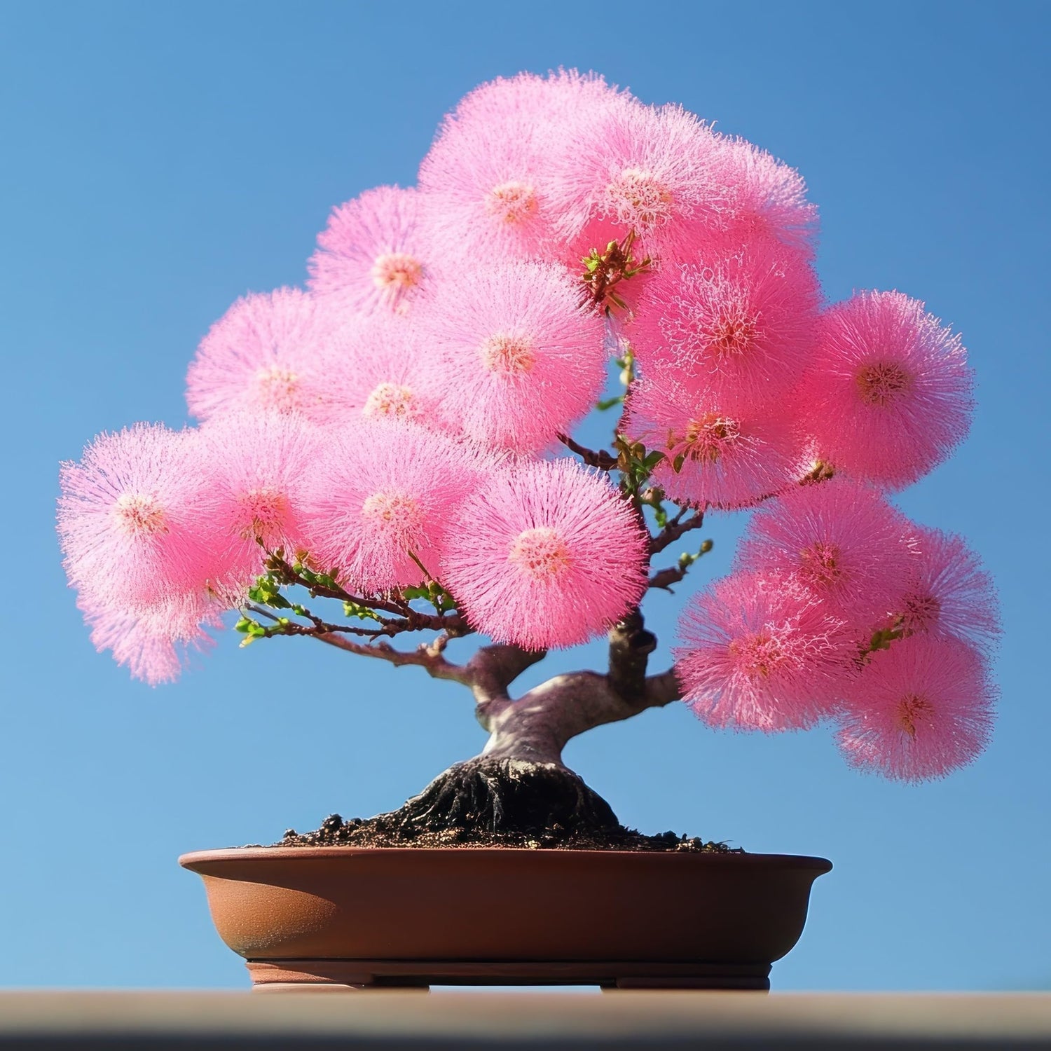 100 Sensitive Plant Bonsai Tree Seeds (Mimosa Pudica)