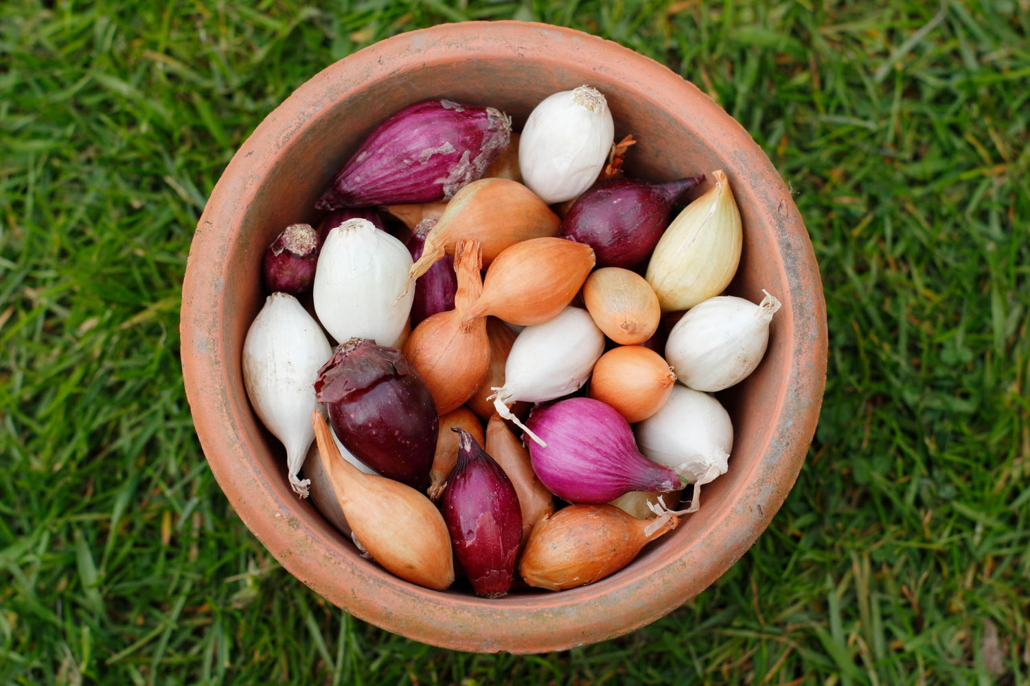 50 Mixed Sweet Onion Sets for Planting - White, Yellow and Red Onions - Easy to Grow