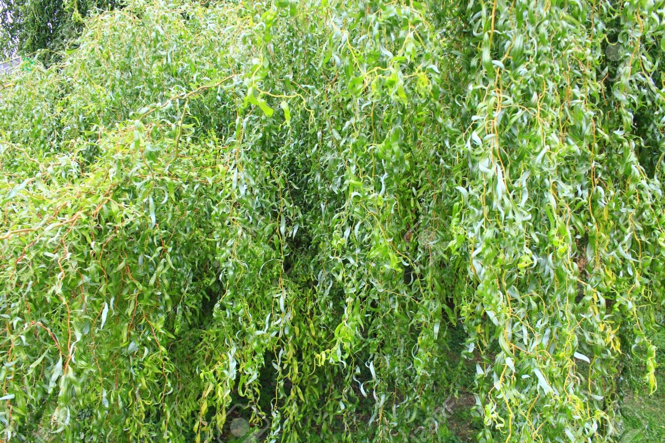 Gold Weeping Curly Willow Tree Cutting - Rarest of all Willows - Grow This Exotic Weeping Curly Willow Tree - Excellent Live Bonsai Tree