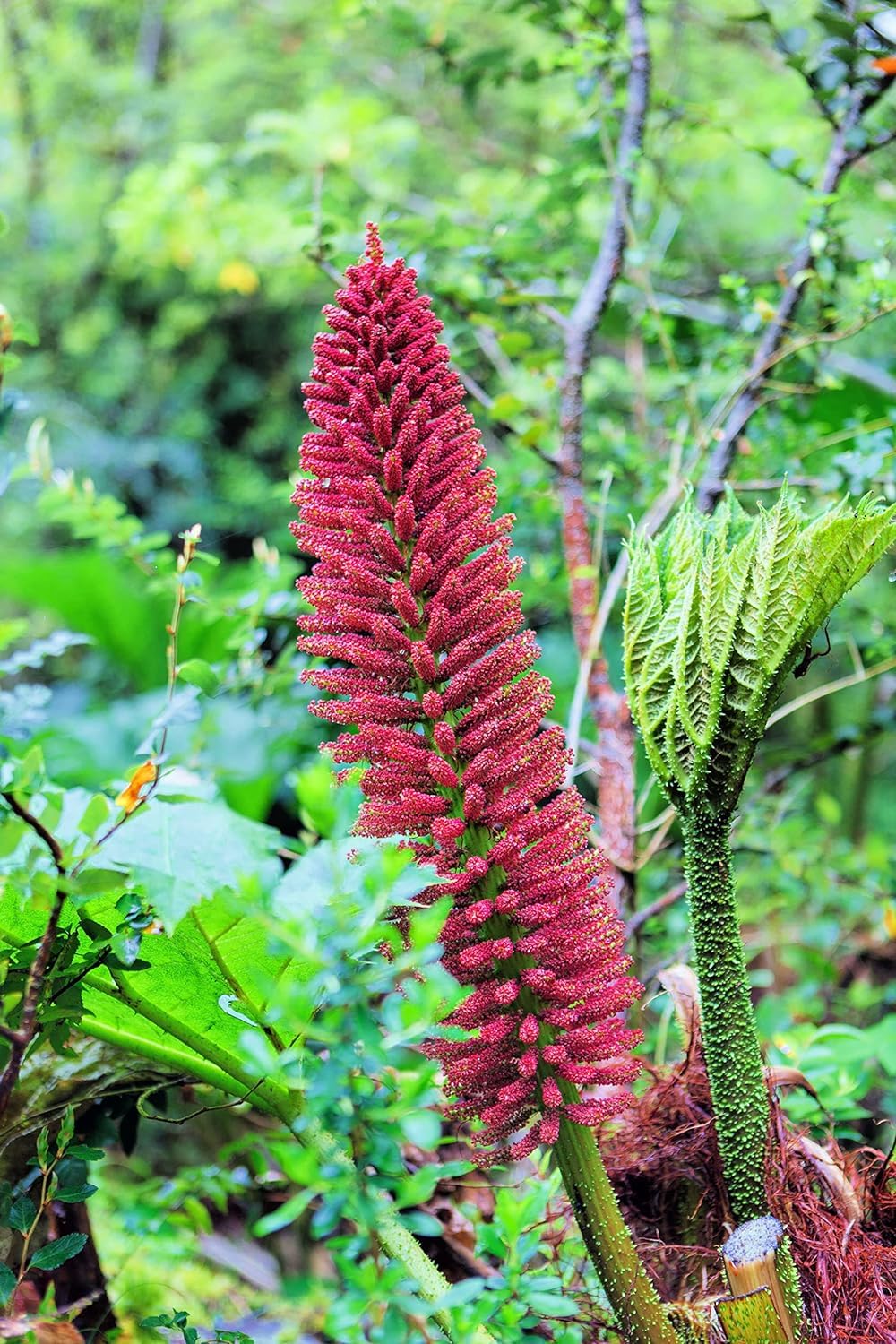 Chilean Rhubarb Seeds for Planting (30 Seeds) - Gunnera tinctoria - Stunning Garden Plant