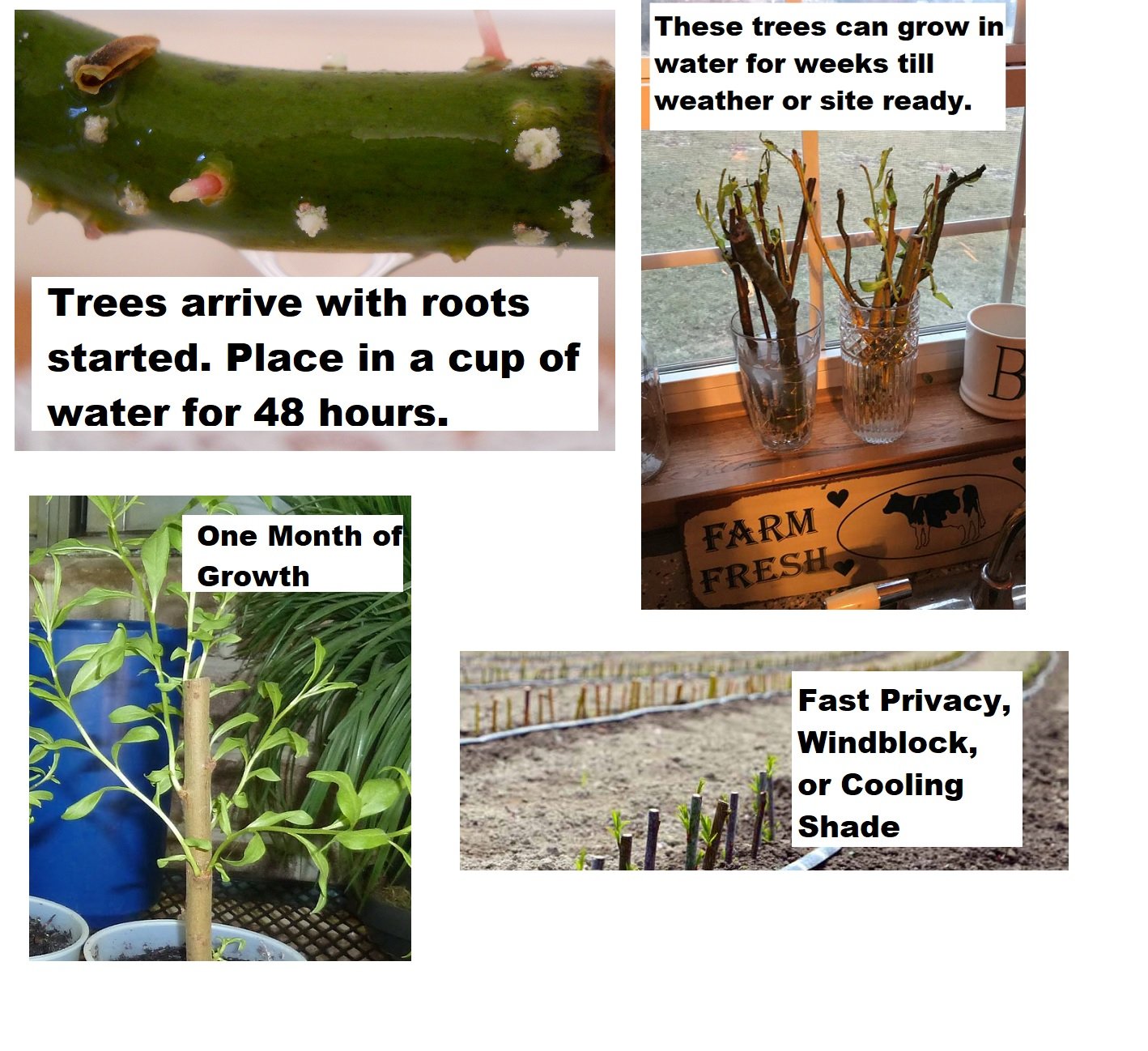 5 Willow Trees- Ready to Plant - 2 Weeping Willow Trees + 2 Austree Hybrid Willow Trees + 1 Corkscrew Willow Tree - Indoor Outdoor Live Trees - Bonsai Starts