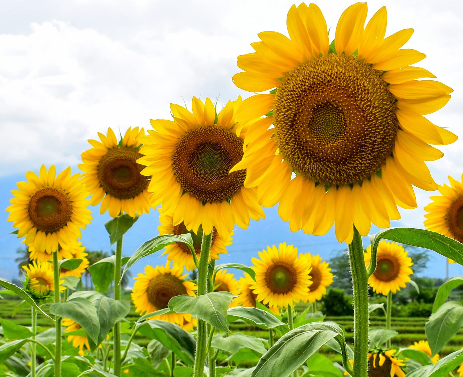 Large Mammoth Grey Stripe Sunflower Seeds for Planting (Helianthus annuus) These Giant Sun Flowers Attract Hummingbirds, Bees and Butterflies (Pollinators) Bulk