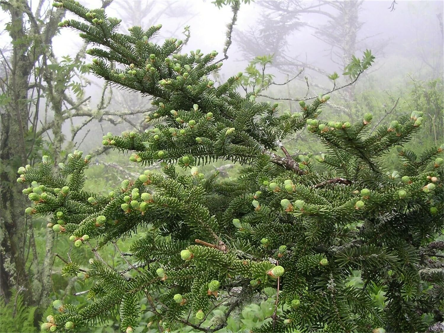 30 Fraser Fir Tree Seeds for Planting - Abies fraseri