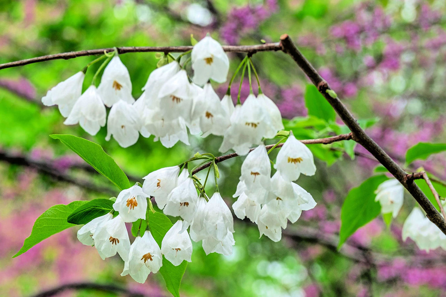 Carolina Silverbell Tree Seeds for Planting - 6 Large Seeds Halesia carolina - Stunning Flowering Tree