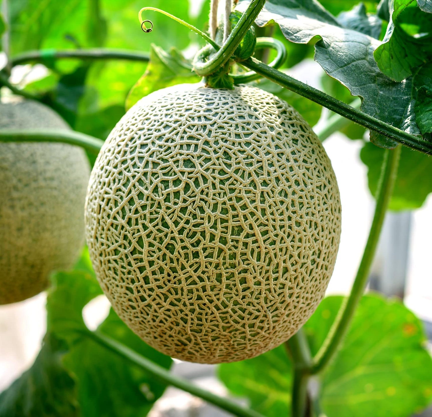 Best Cantaloupe Seeds to Grow (100+ Seeds) - Made in USA, Ships from Iowa - Hales Best Cantaloupe