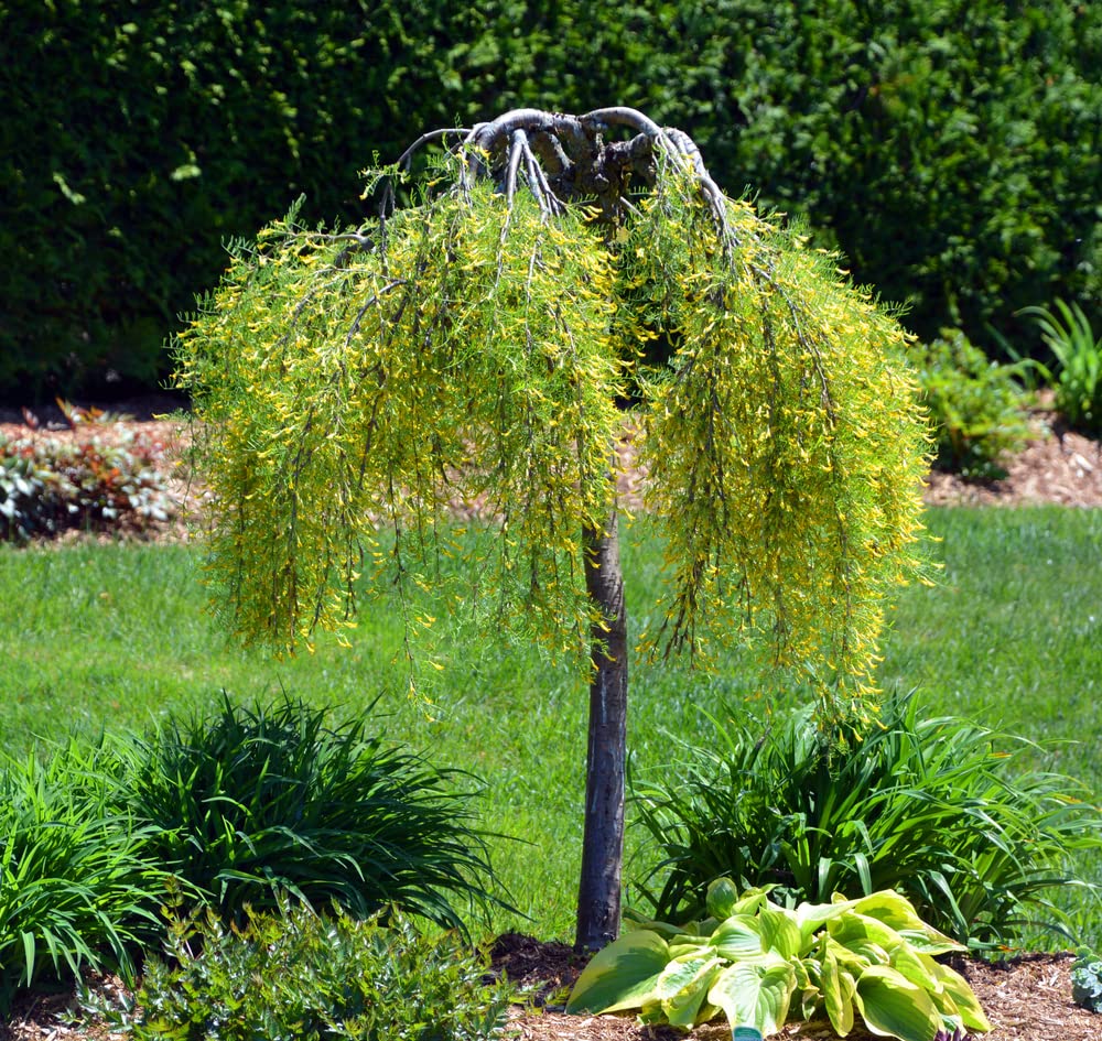 Siberian Peashrub Seeds for Planting (30 Seeds) Attractive Bush That Blooms Flowers and Pea Pods - Caragana arborescens