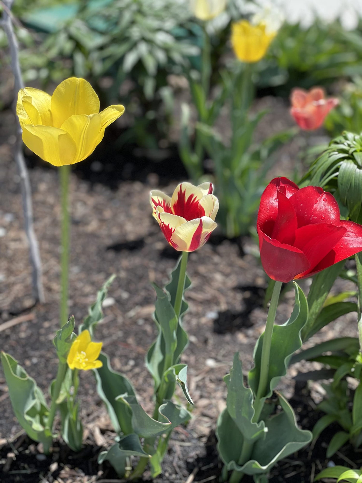 Tulip Bulbs - Landscaper Mix - 100 Bulbs, Mixed, Container Garden, Cut Flower Garden, Deer Resistant, Easy to Grow Maintain, Fragrant