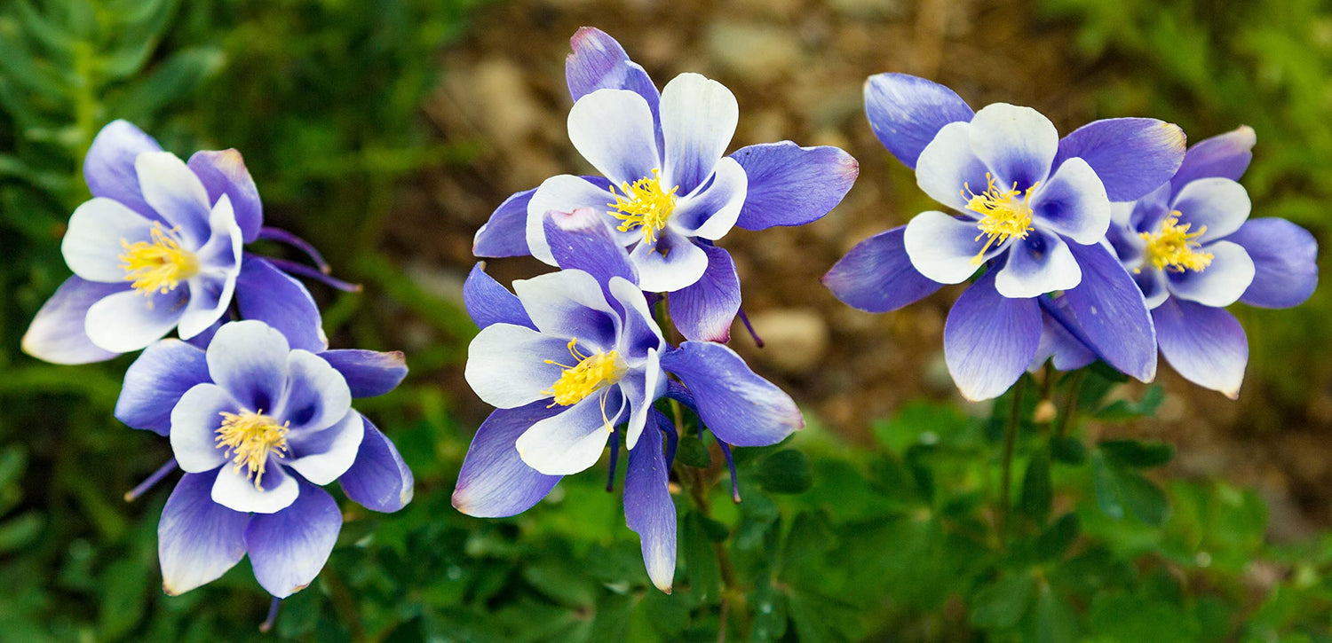500+ Blue Colorado Columbine Flower Seeds, Non-GMO