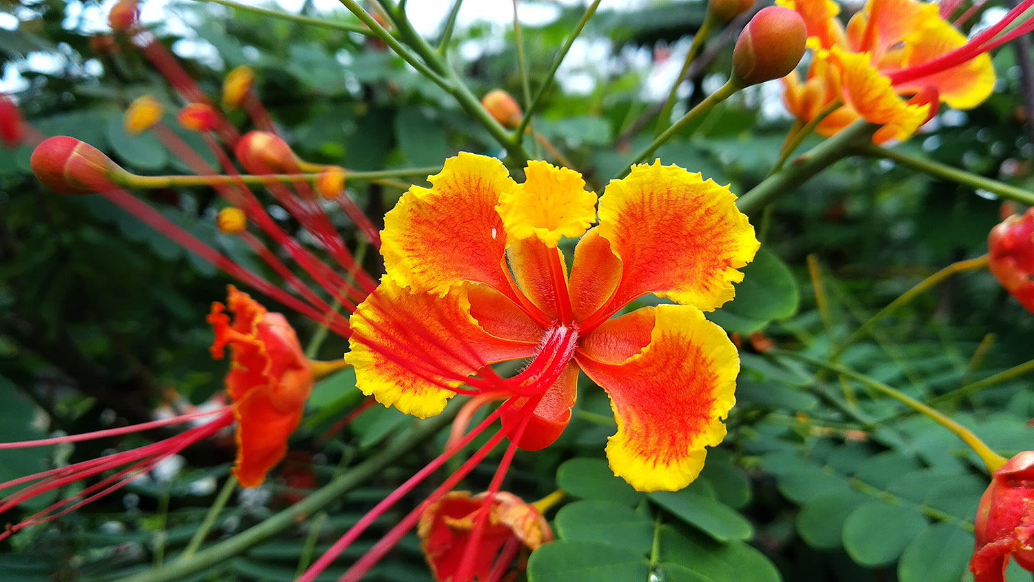 Peacock Flower Seeds for Planting - 10 Seeds - Caesalpinia pulcherrima - Red Bird of Paradise