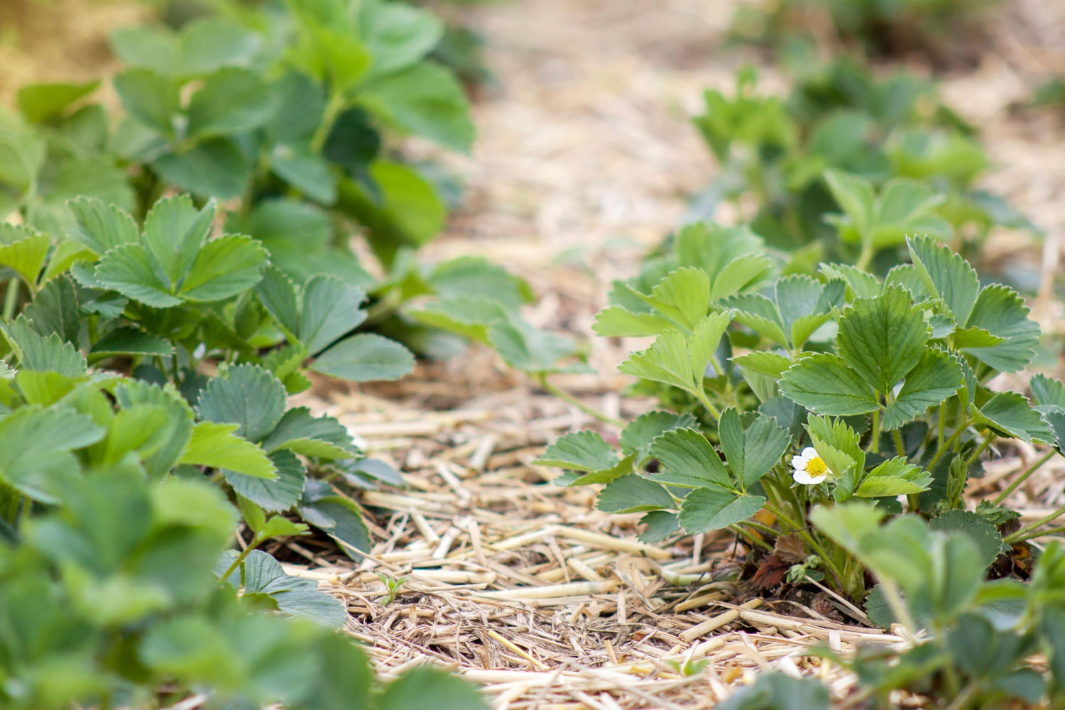 Wheat Straw Garden Mulch - Great for Strawberry Patch and Vegetable Garden Mulch - All Natural, Non-GMO