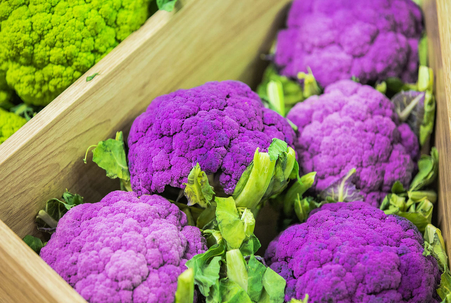 100 Purple Broccoli Seeds | Fresh Garden Seeds | Made in USA. Ships from Iowa