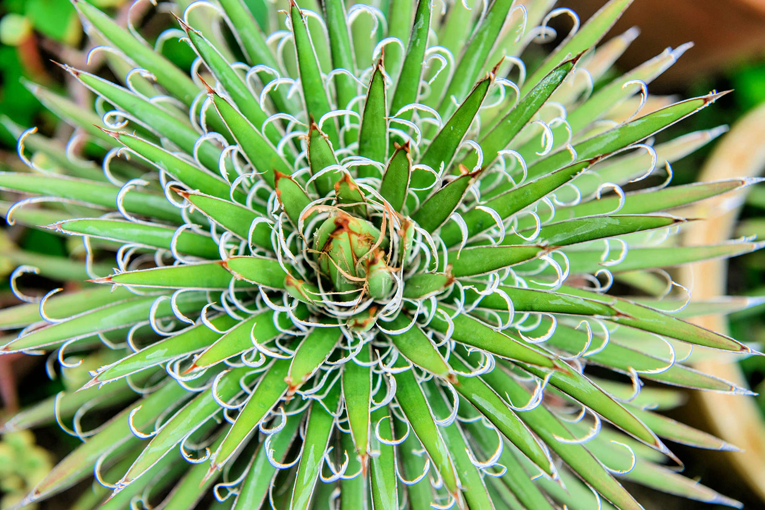 Thread Leaf Agave Seeds for Planting (10 Seeds) - Exotic Cactus - Agave filifera