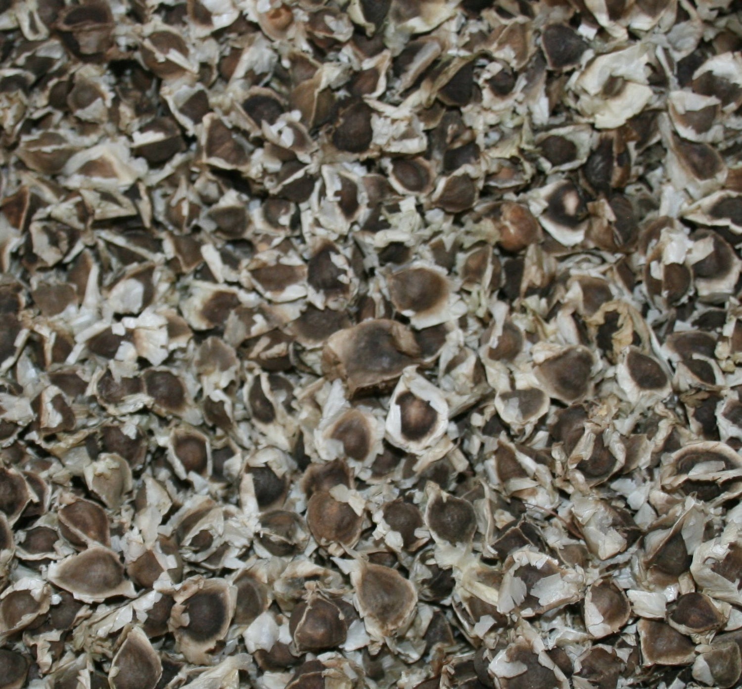 1 oz (Apx 100) Moringa Seeds - Paisley Farm and Crafts