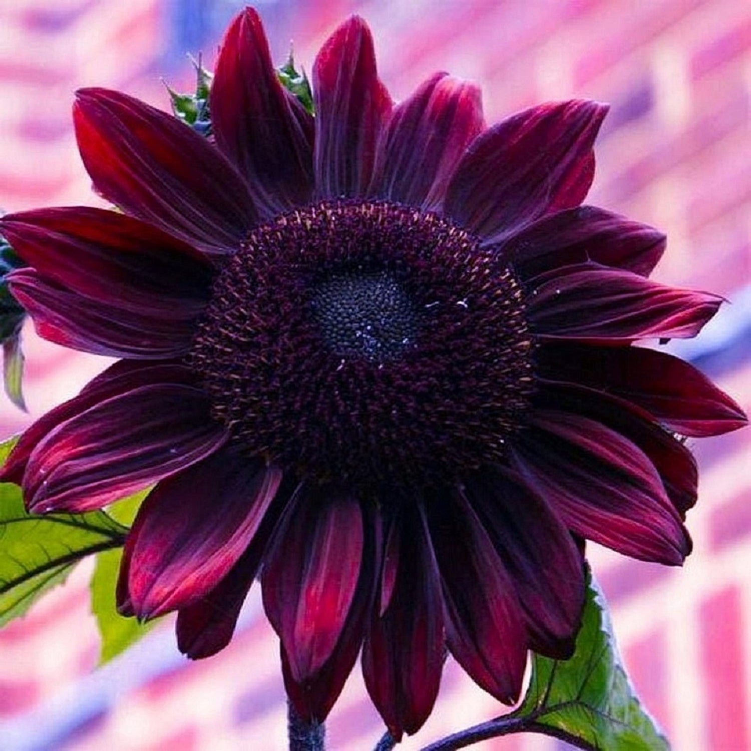 50 Cherry Chocolate Sunflower Seeds to Plant | Heirloom & Non-GMO | Sunflower Seeds for Planting in Your Home Garden (1 Pack)