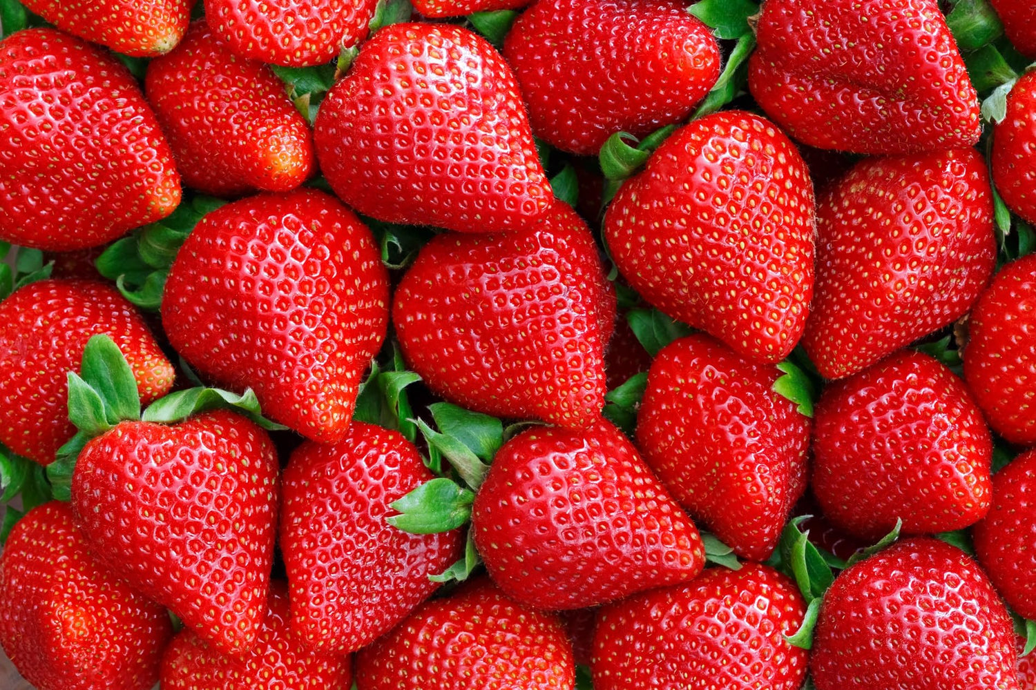 Yambu Strawberry Roots to Grow - Large and Delicious Red Strawberries - Healthy Rootstock