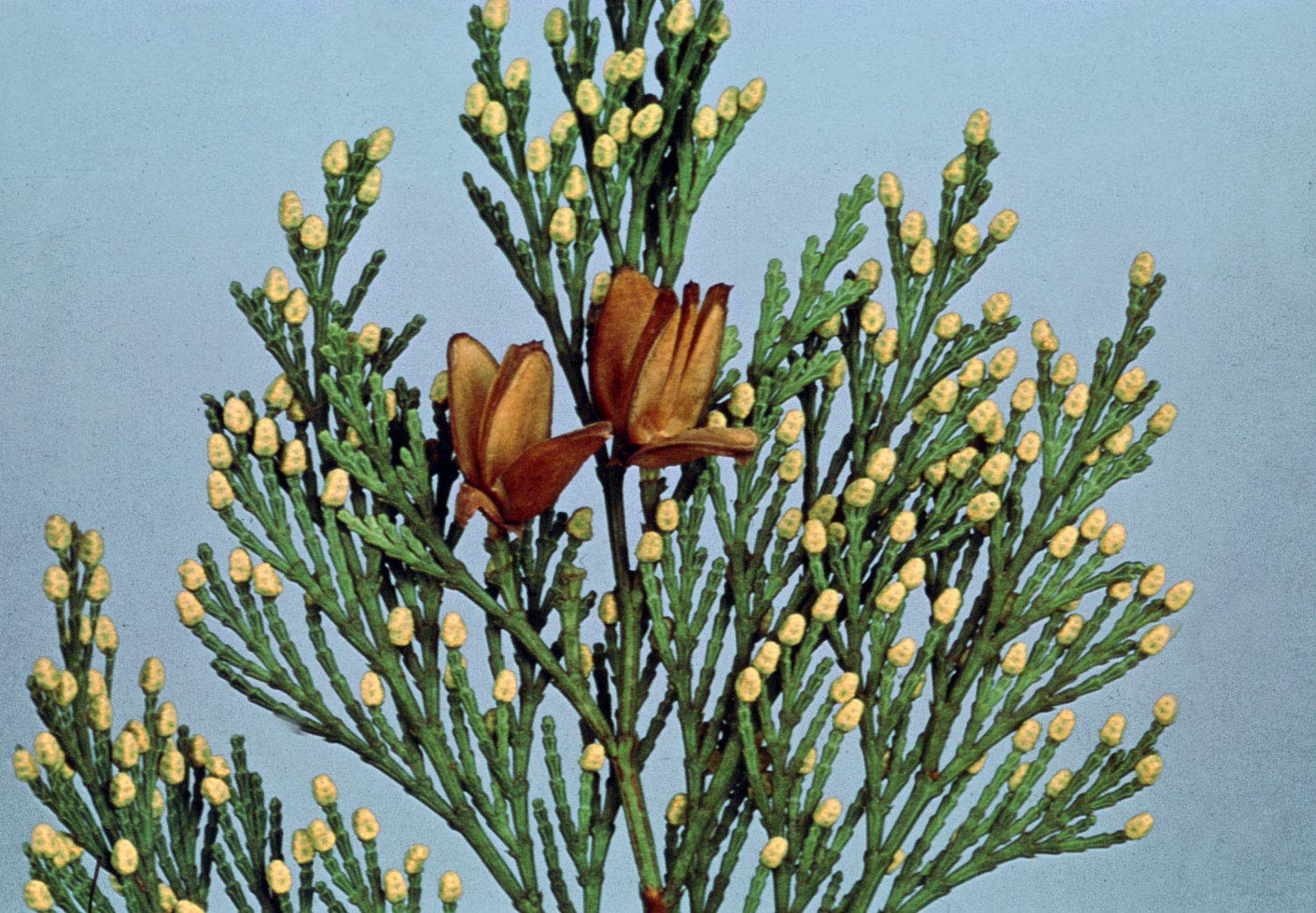 20 Gold Tipped Cedar Tree Branches - Beautiful Branches to Decorate, Wreath, Wedding or Event - Vibrant Green and Gold Evergreen Leaves