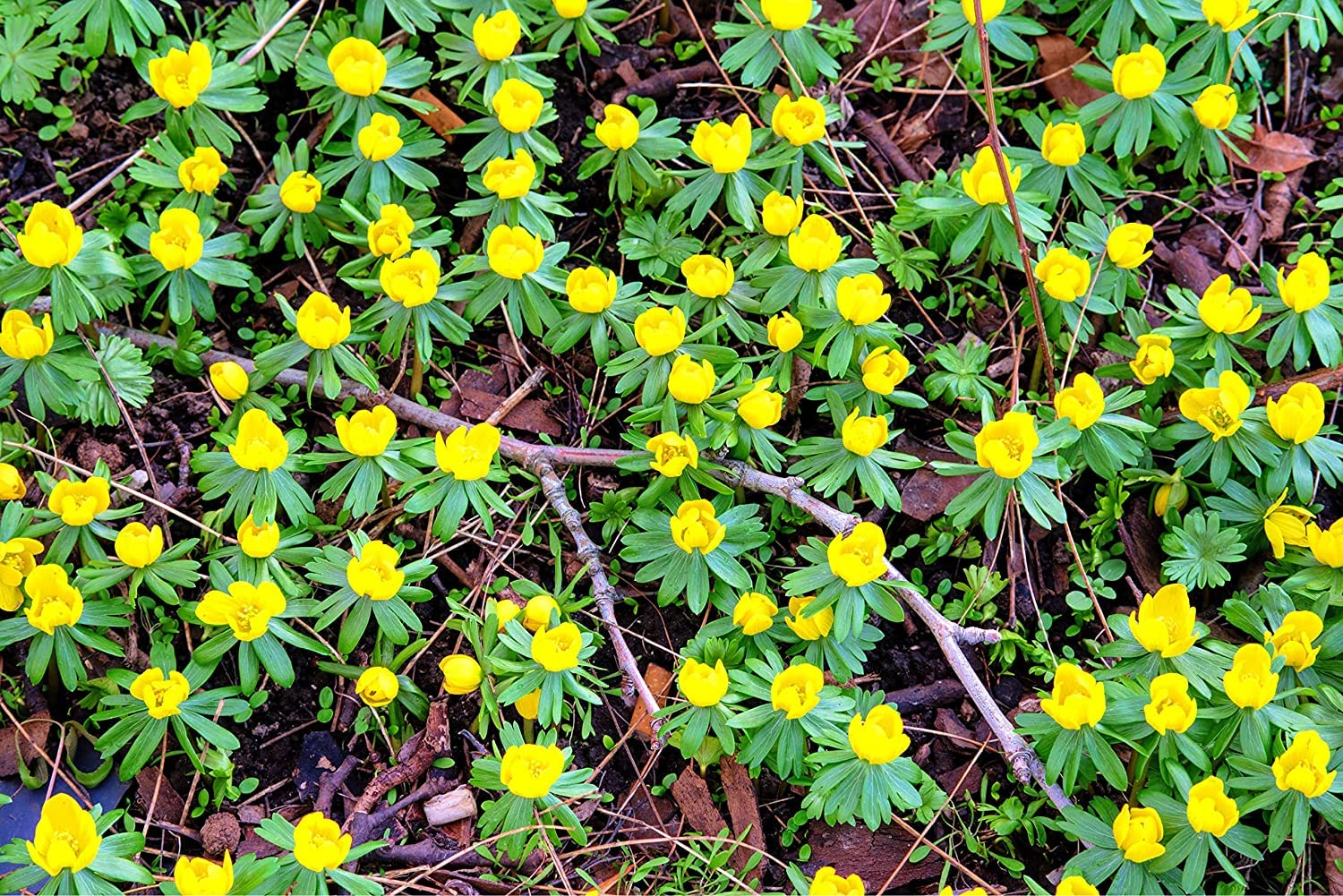 Winter Buttercup Bulbs for Planting - Eranthis Cilicica