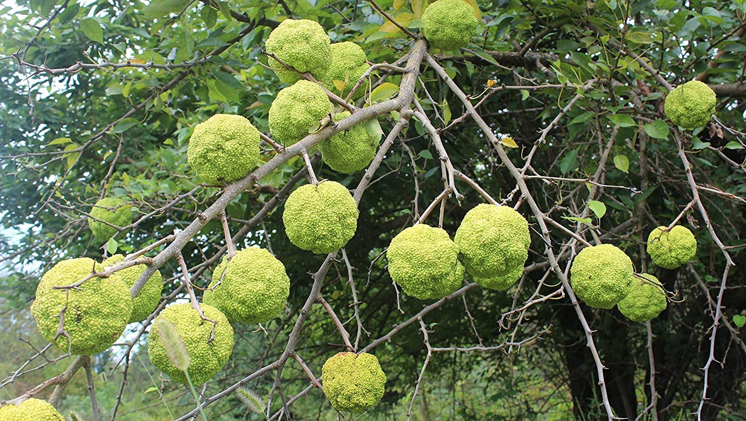 30 HEDGE APPLE SEEDS Osage Orange Horse Apple Monkey Ball Maclura Pomifera Tree Seeds