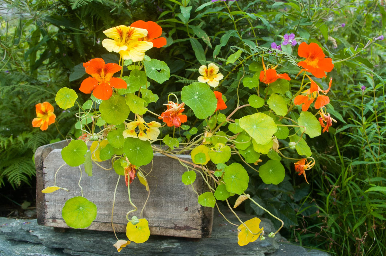 Tall Trailing Mix Nasturtium for Planting - Attractive Mixed Color Blooming Vine -